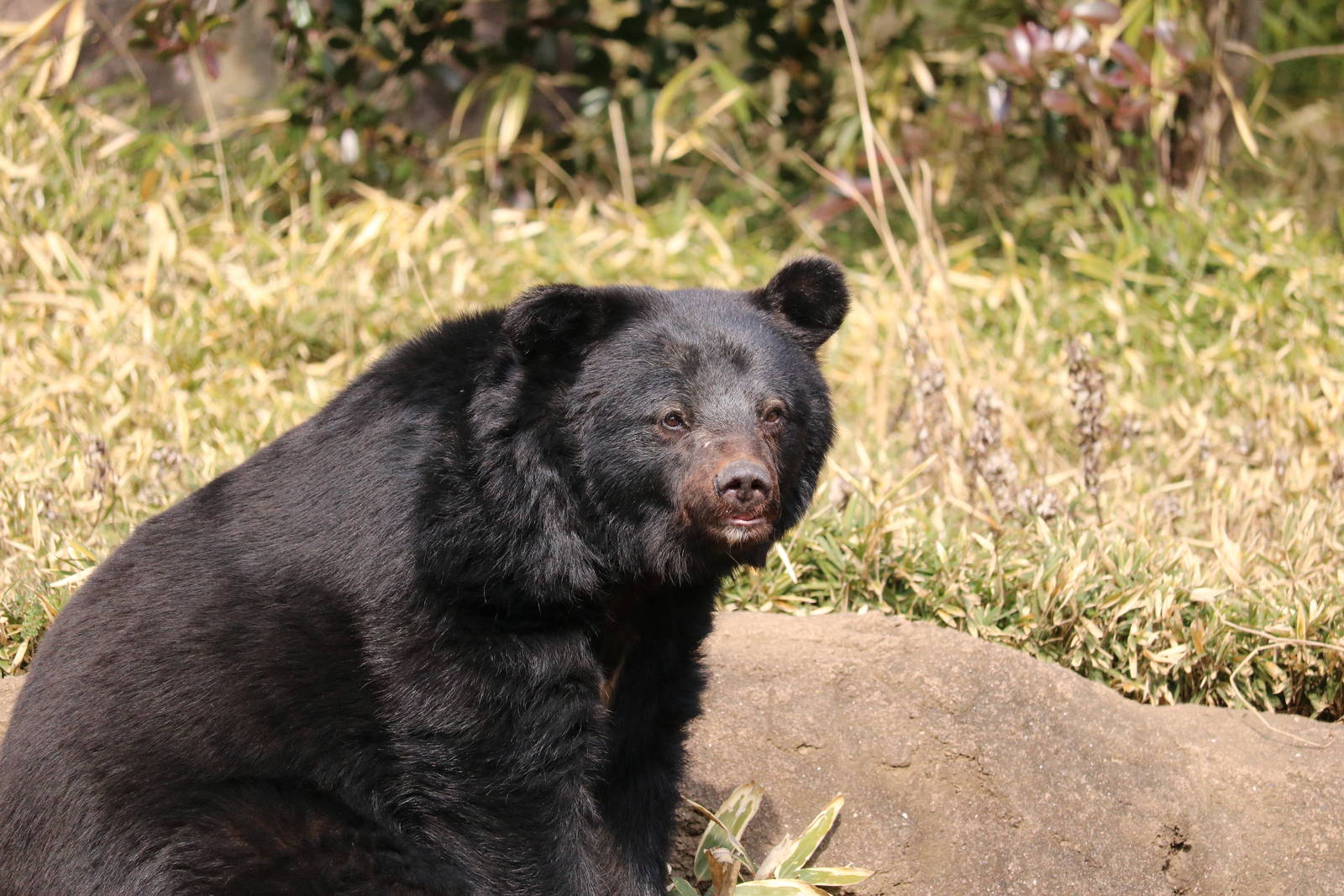 Japanese black bear, February 2016