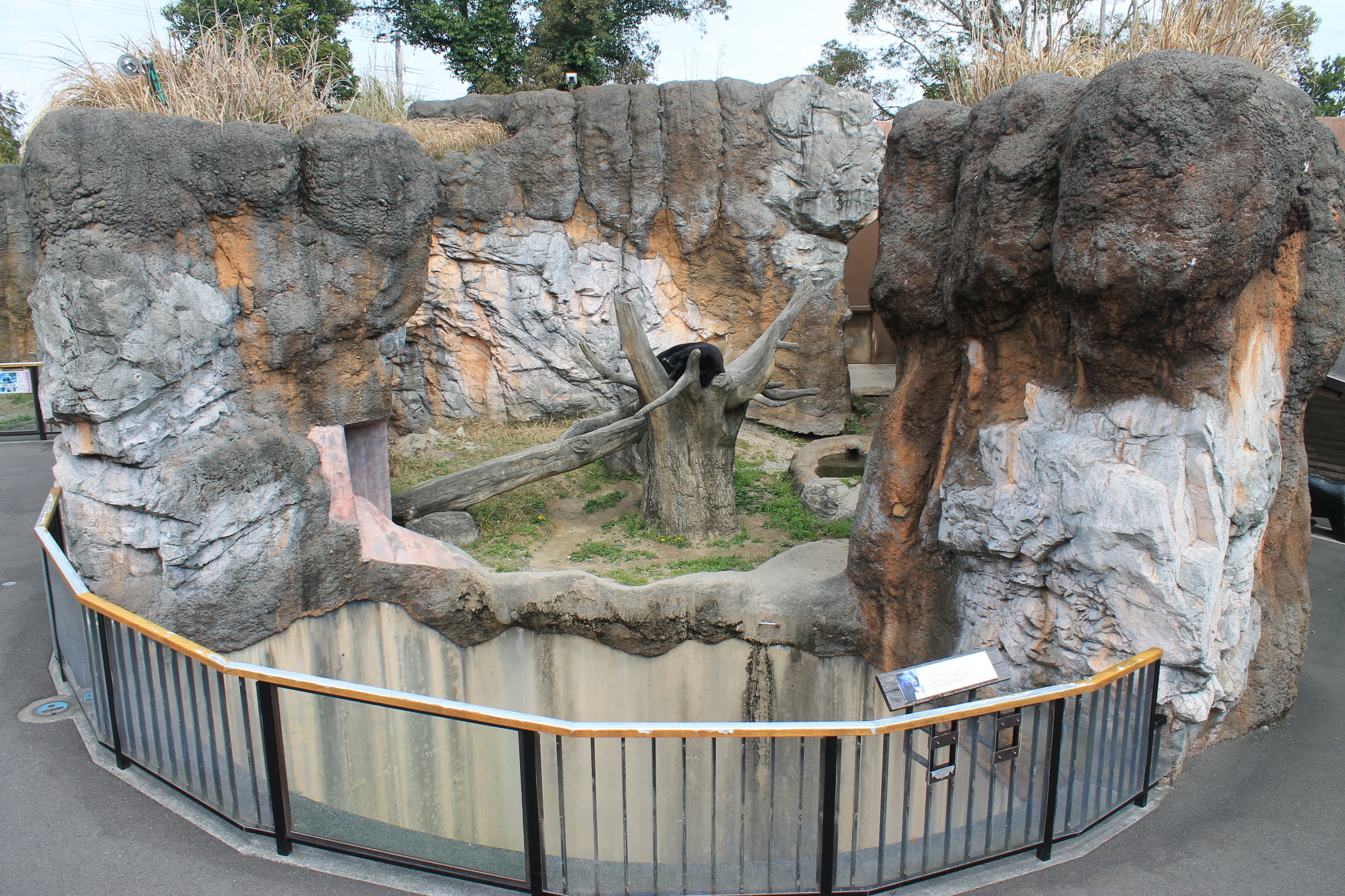 Japanese Black Bear - Hirakawa Zoo (Kagoshima)