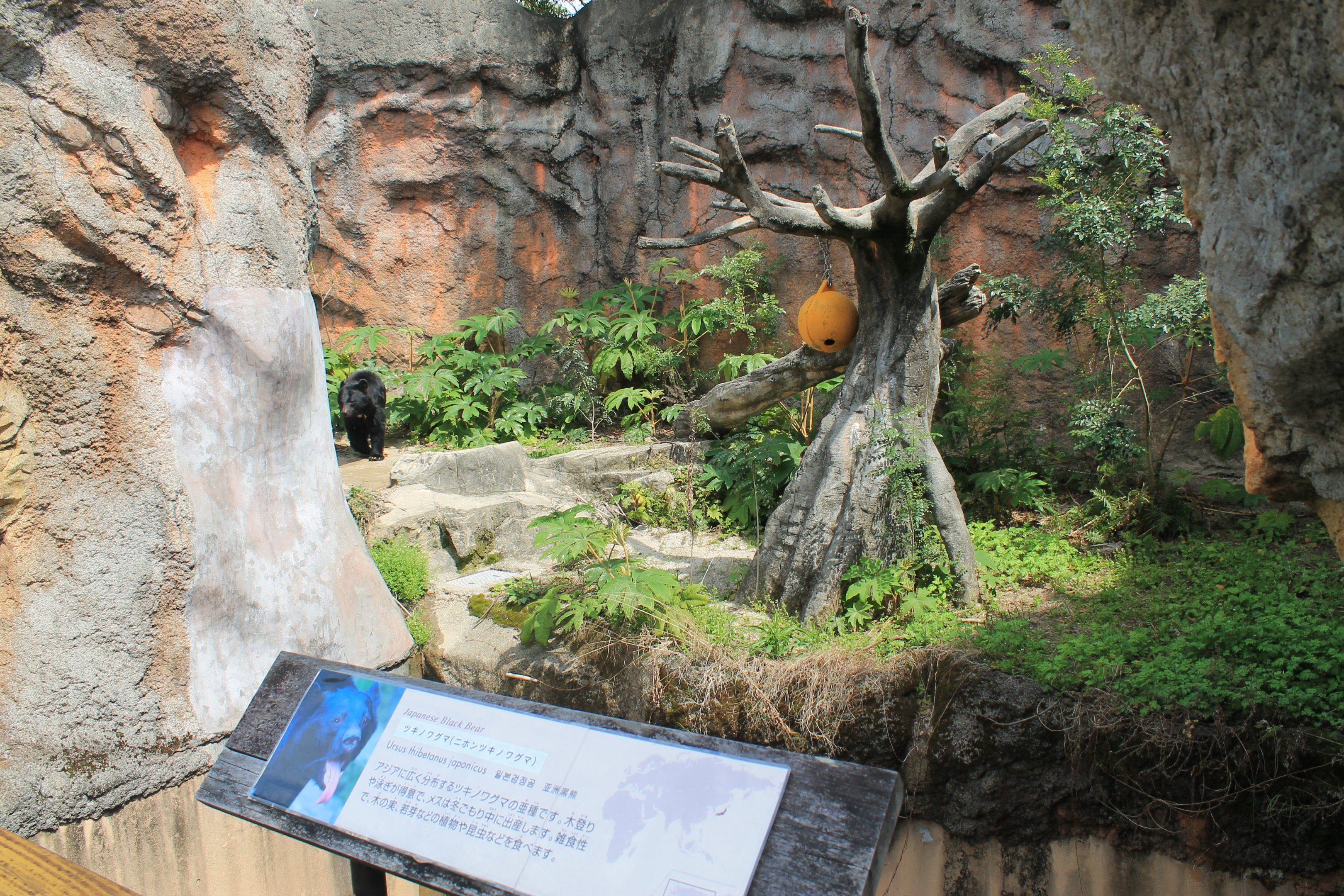 Japanese Black Bear - Hirakawa Zoo (Kagoshima)