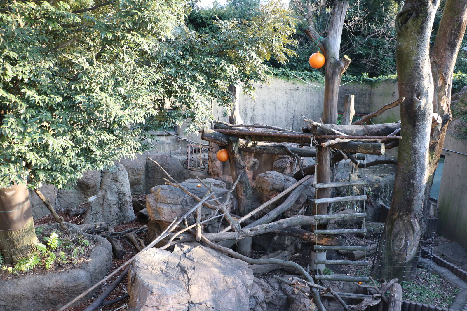 Japanese black bear & masked palm civet enclosure, February 2016
