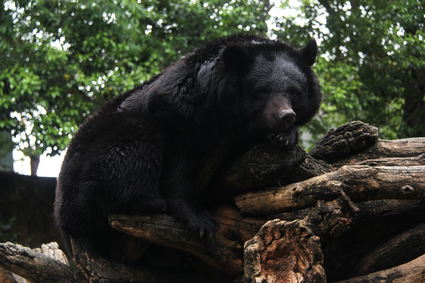 Japanese black bear (Ursus thibetanus japonicus)