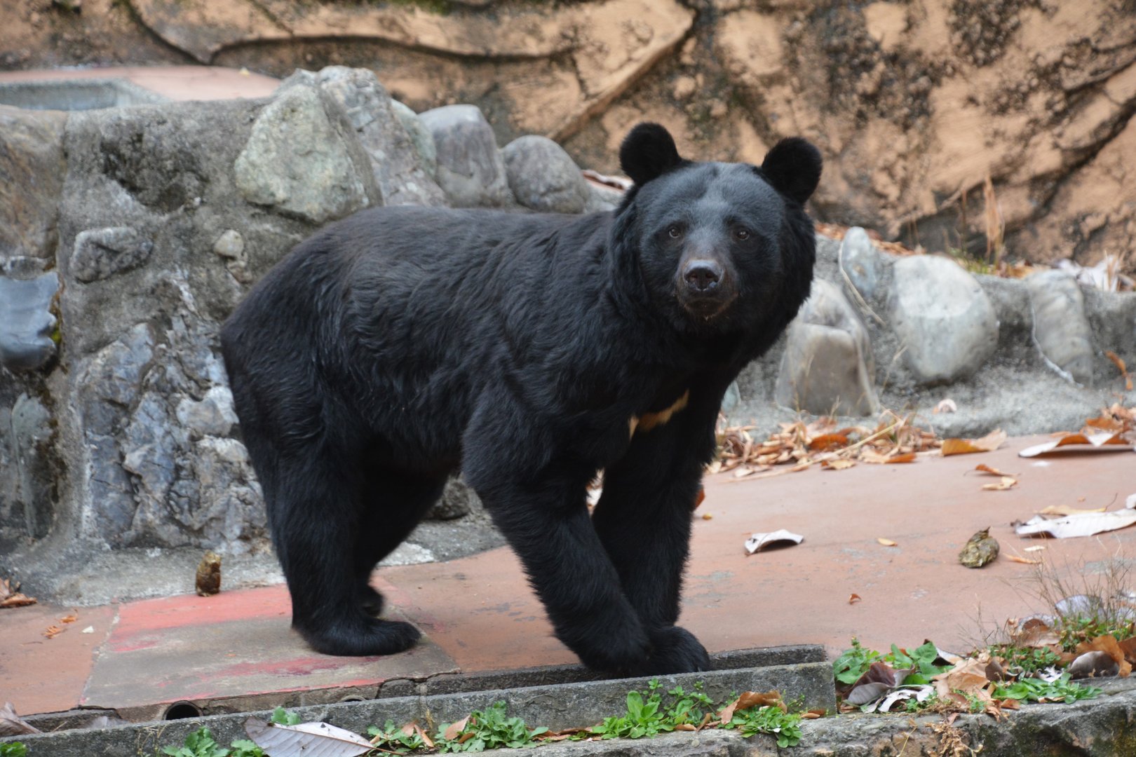 Japanese black bear (Ursus thibetanus japonicus)