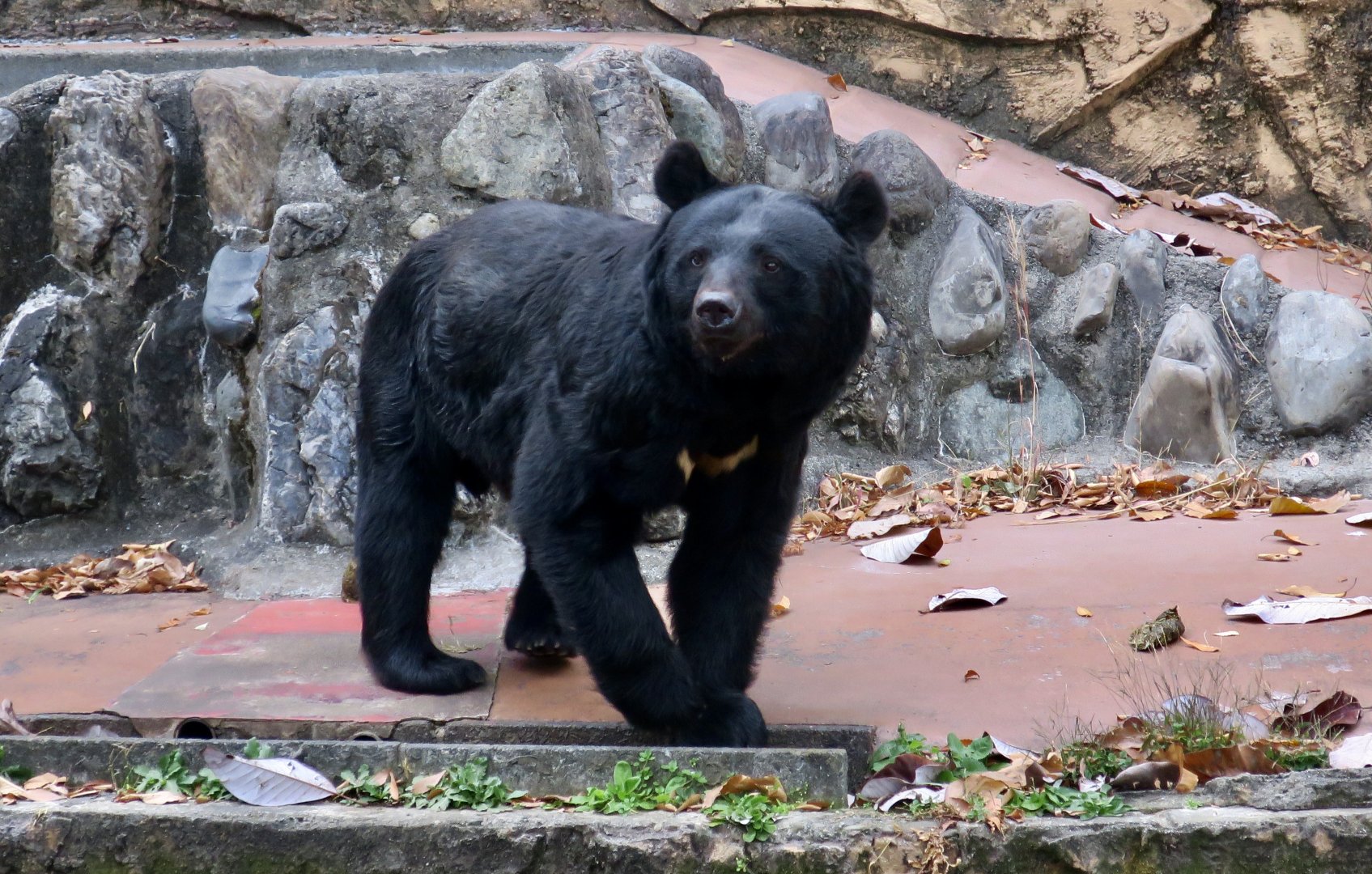 Japanese Black Bear (Ursus thibetanus japonicus)