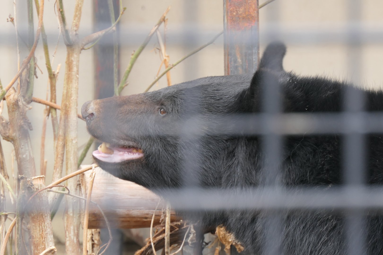 Japanese Black Bear (Ursus thibetanus japonicus)