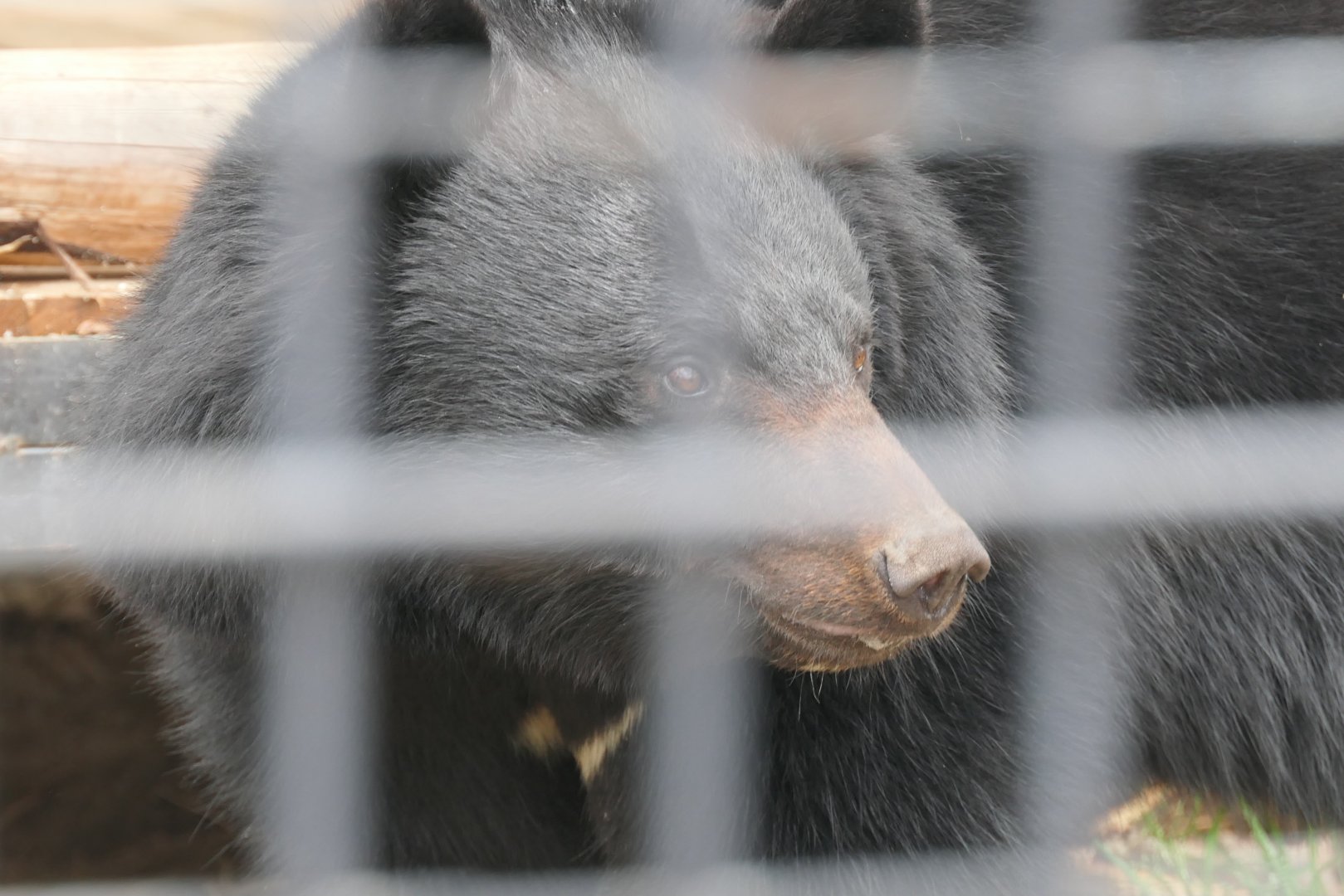 Japanese Black Bear (Ursus thibetanus japonicus)