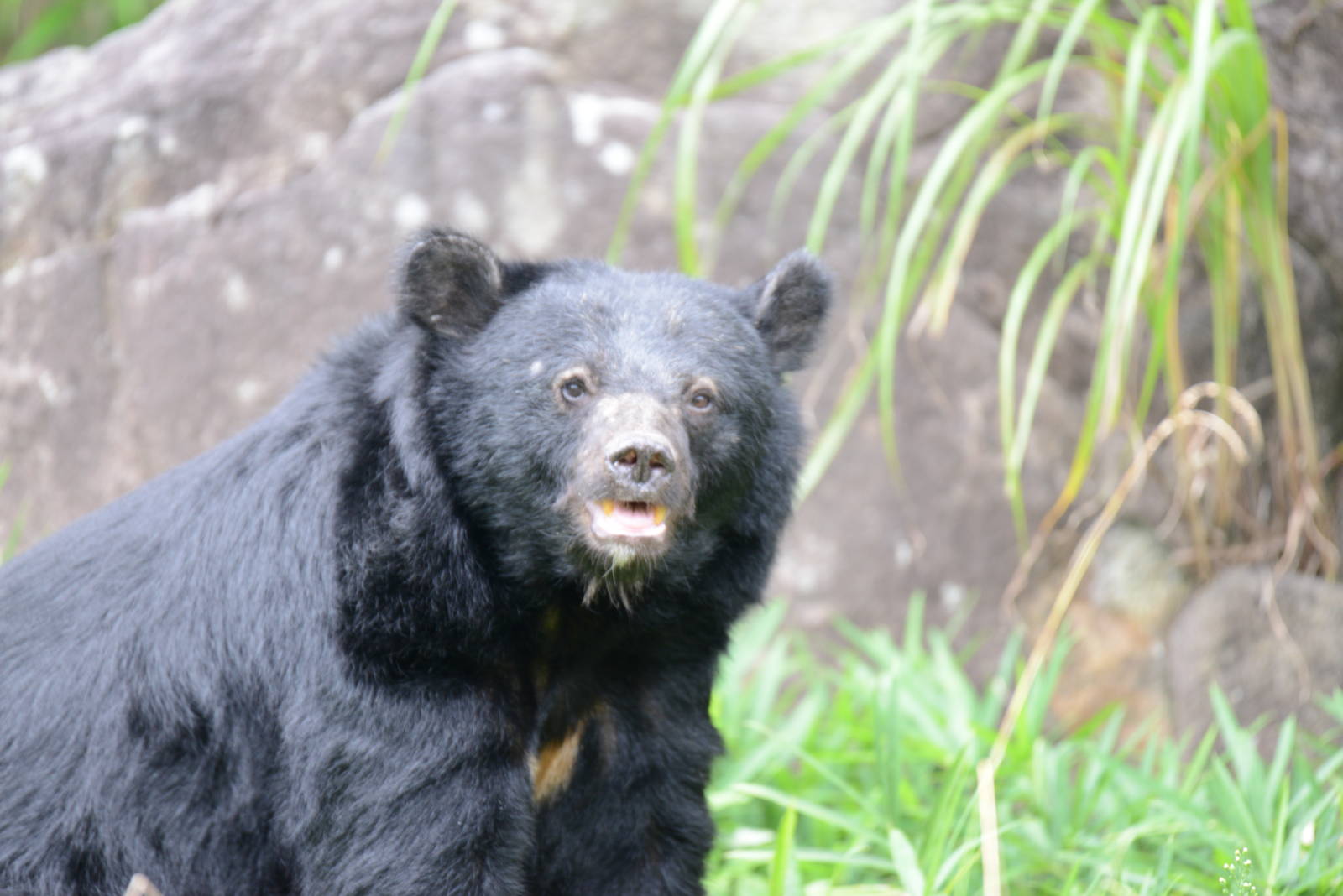 Japanese black bear