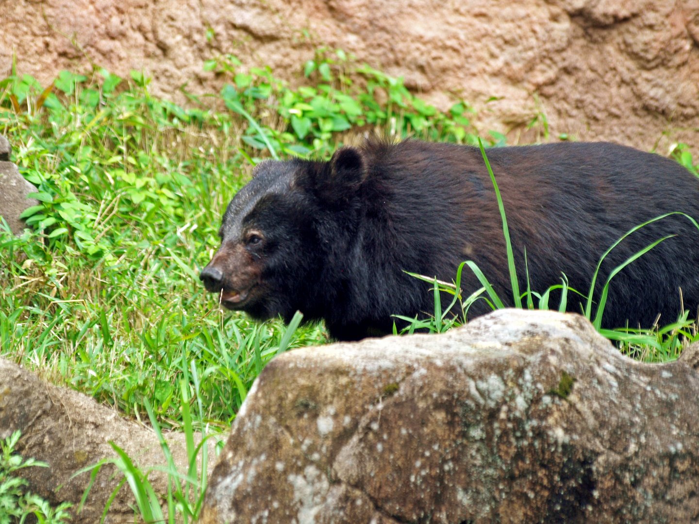 Japanese black bear