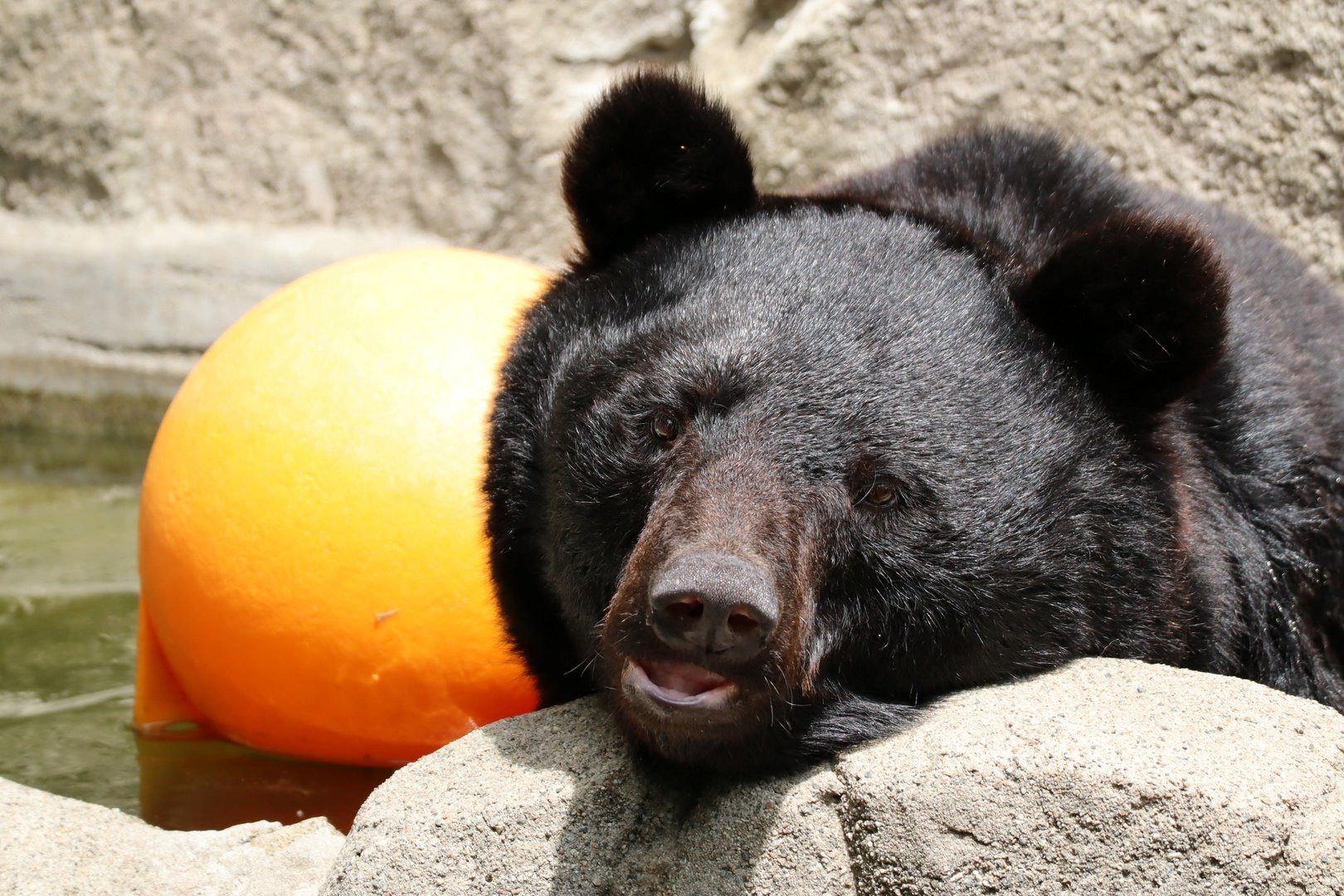 Japanese black bear