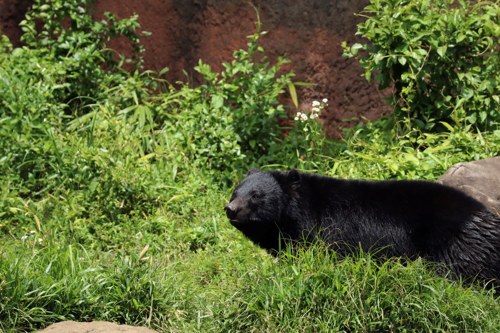 Japanese black bear