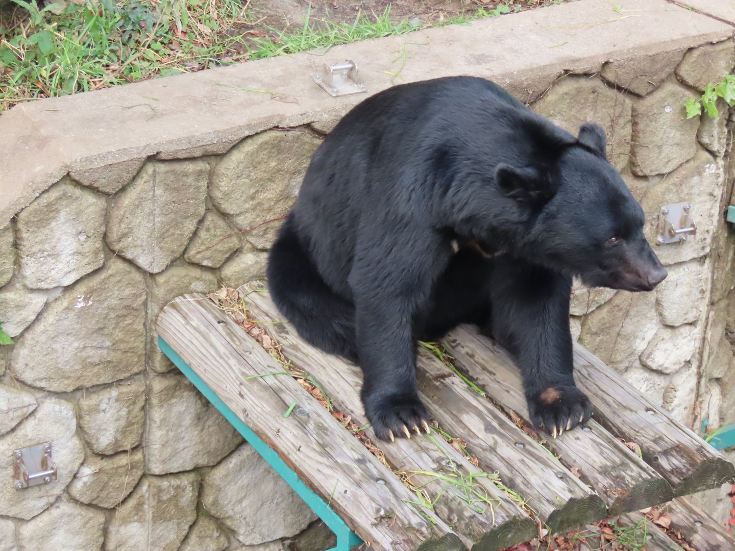 Japanese black bear