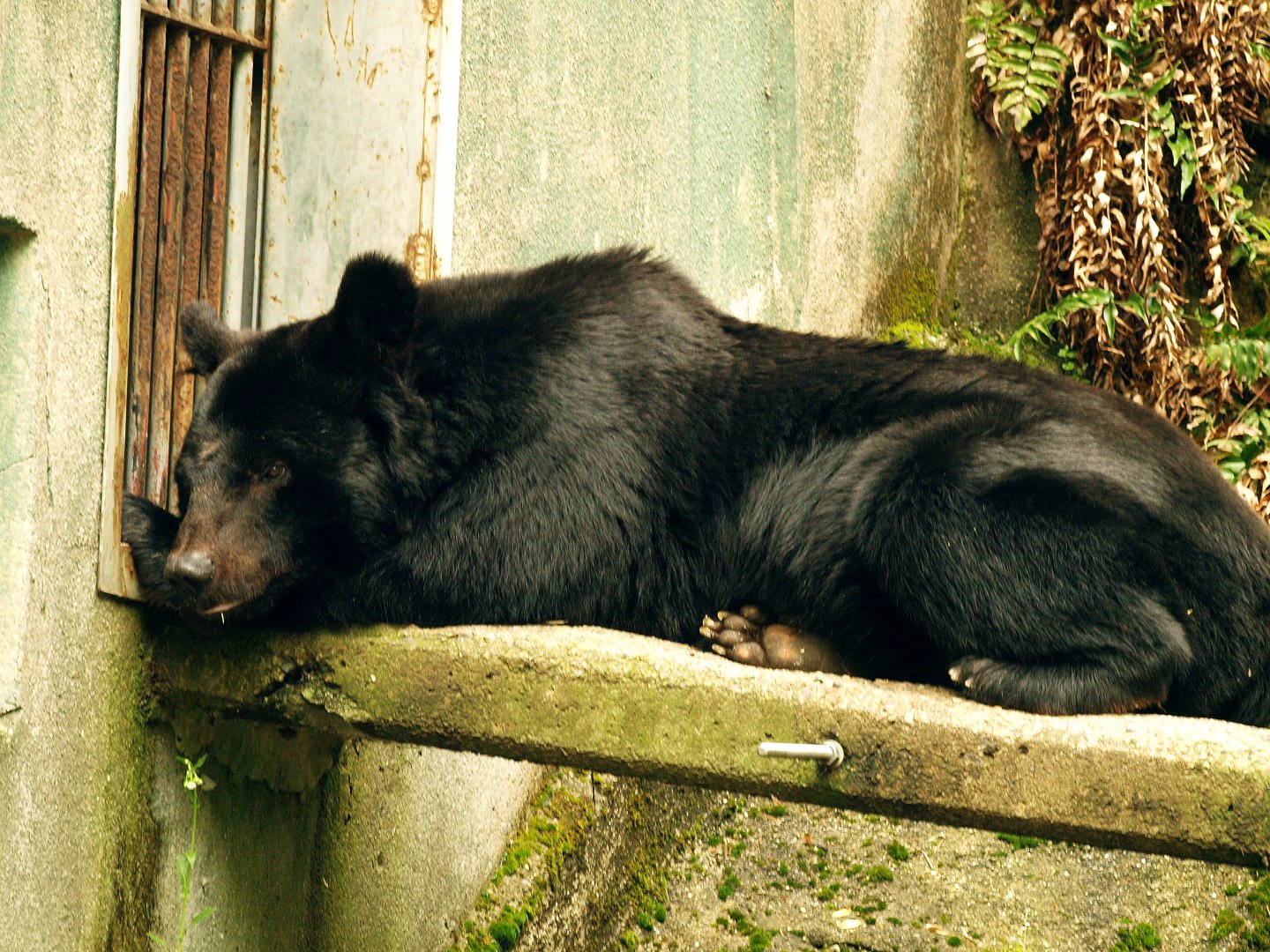 Japanese black bear
