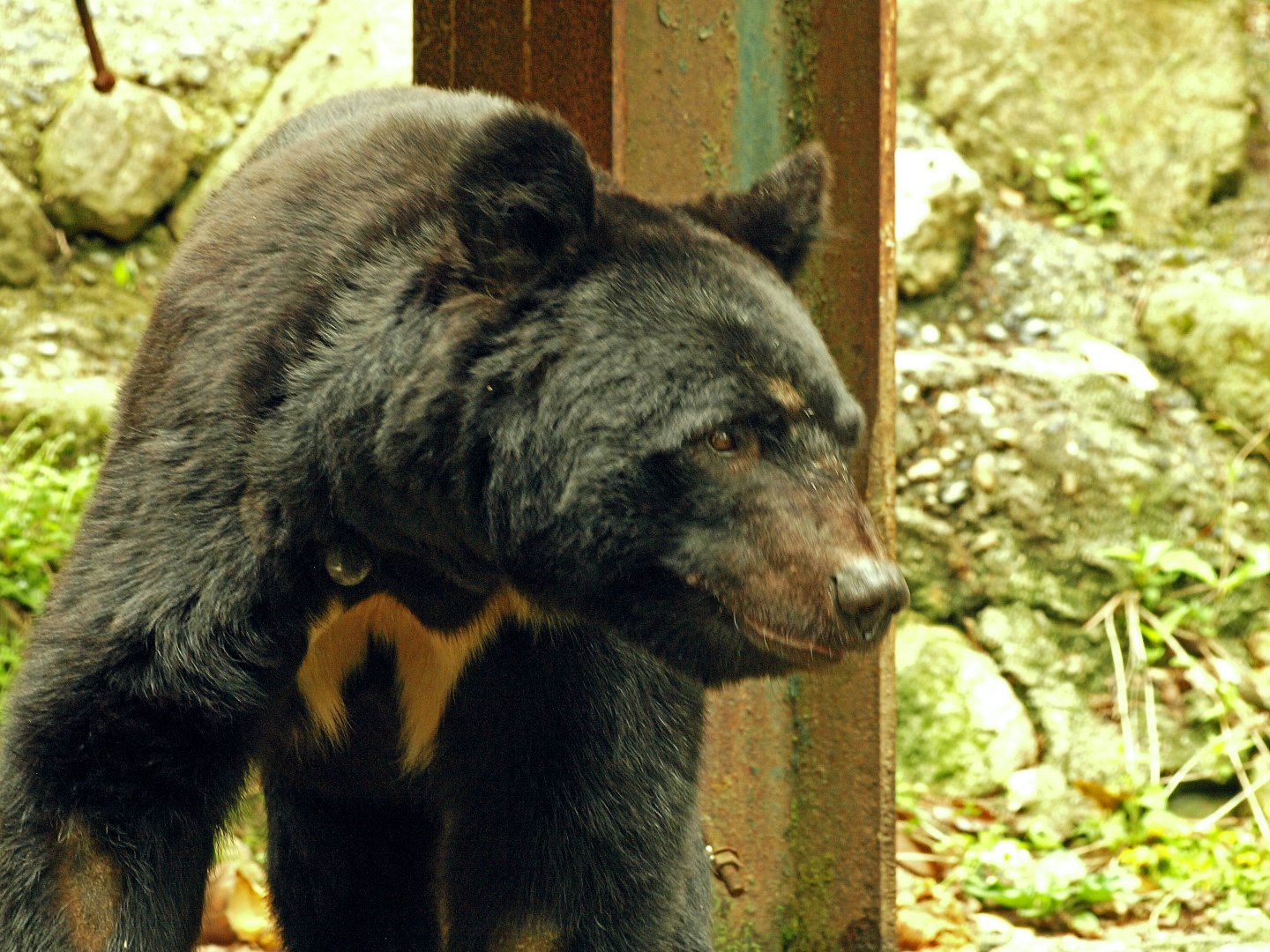 Japanese black bear