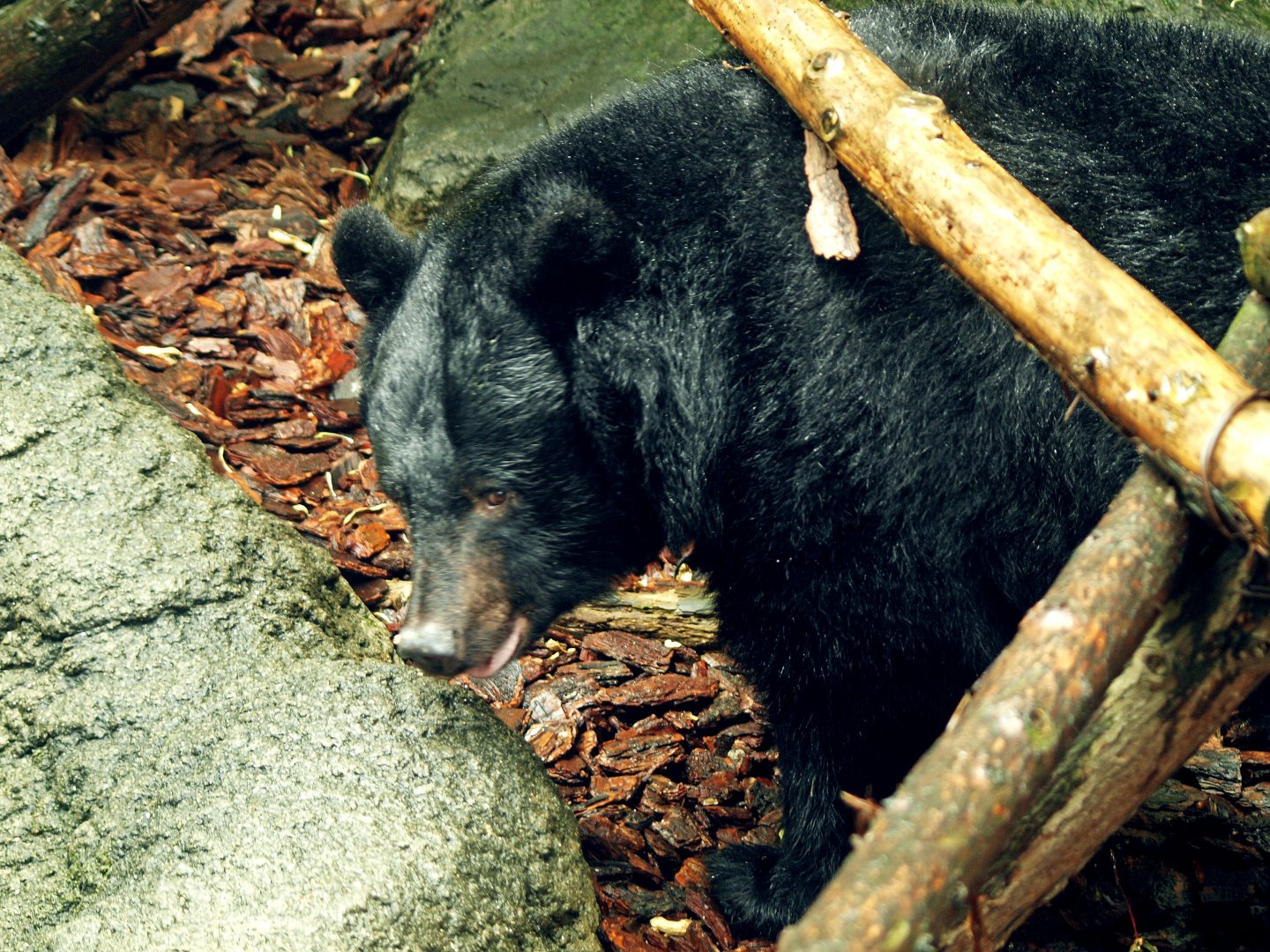Japanese black bear