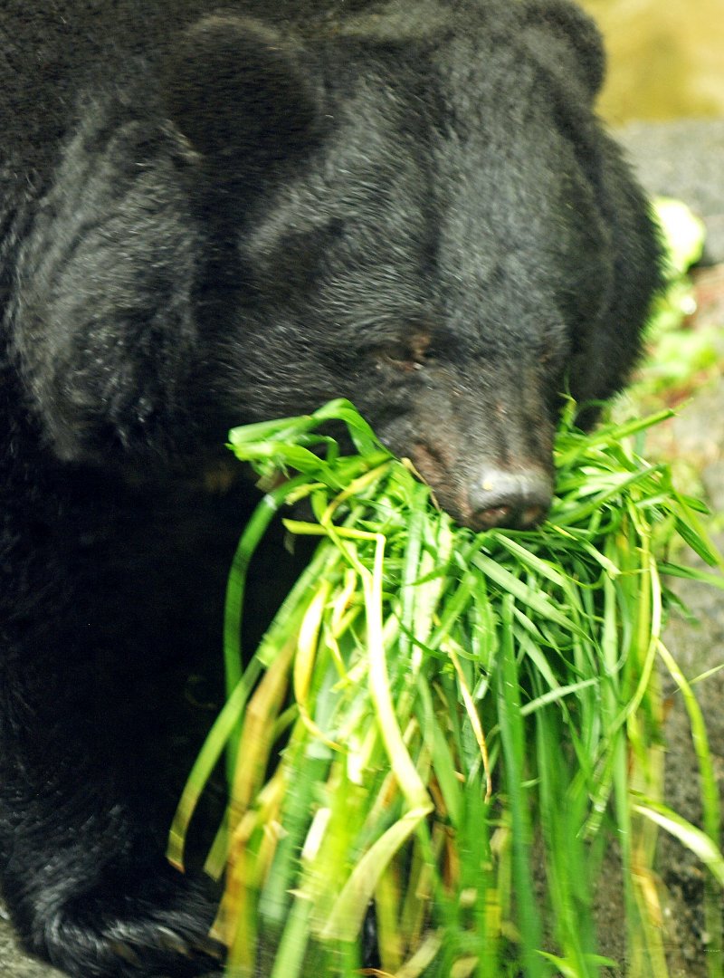 Japanese black bear
