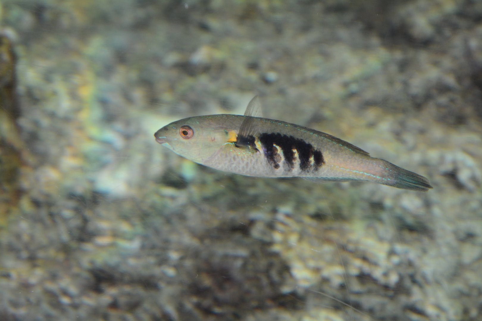 Japanese black-blotched wrasse (Stethojulis maculata)