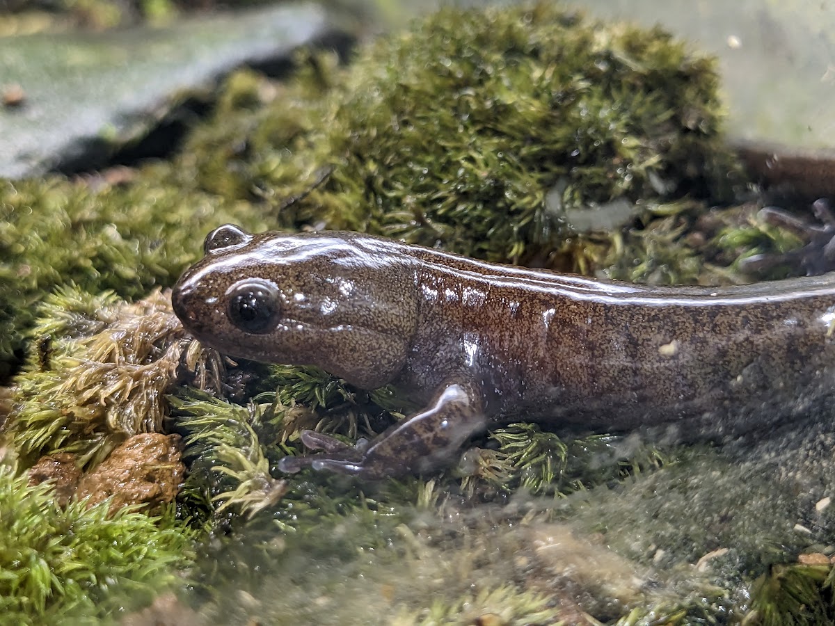 Japanese black salamander (Hynobius nigrescens)