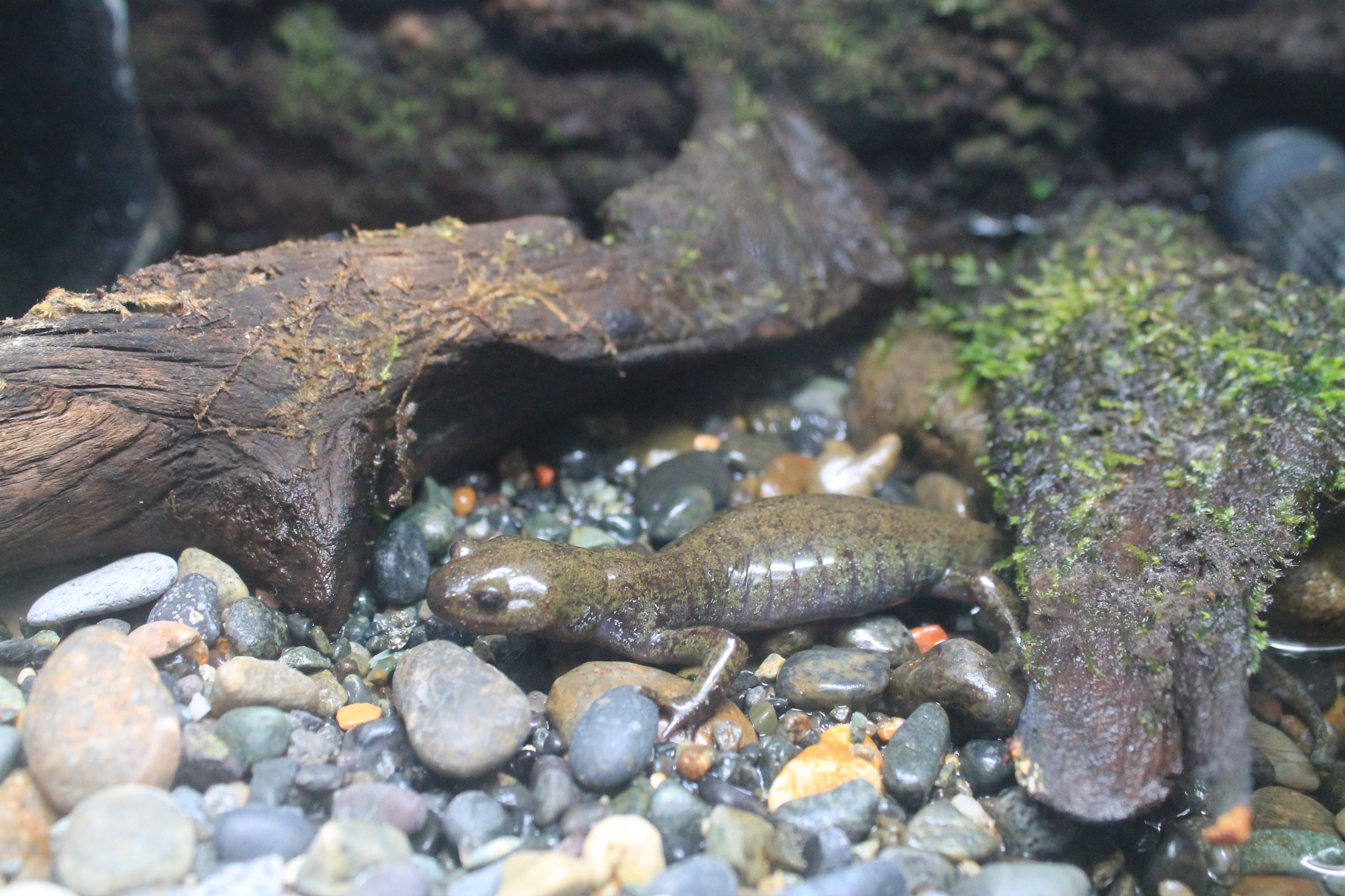 Japanese Black Salamander (Hynobius nigrescens)