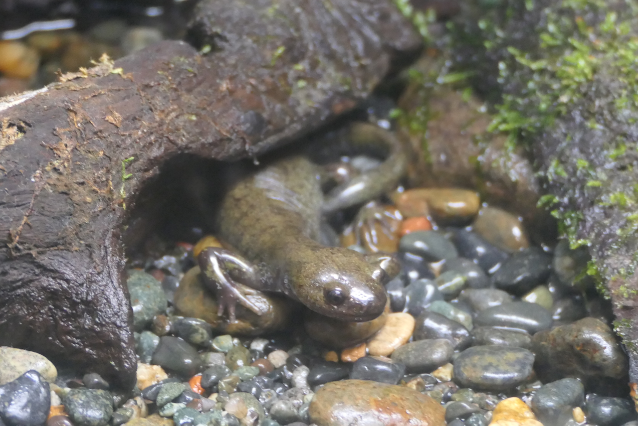 Japanese Black Salamander (Hynobius nigrescens)