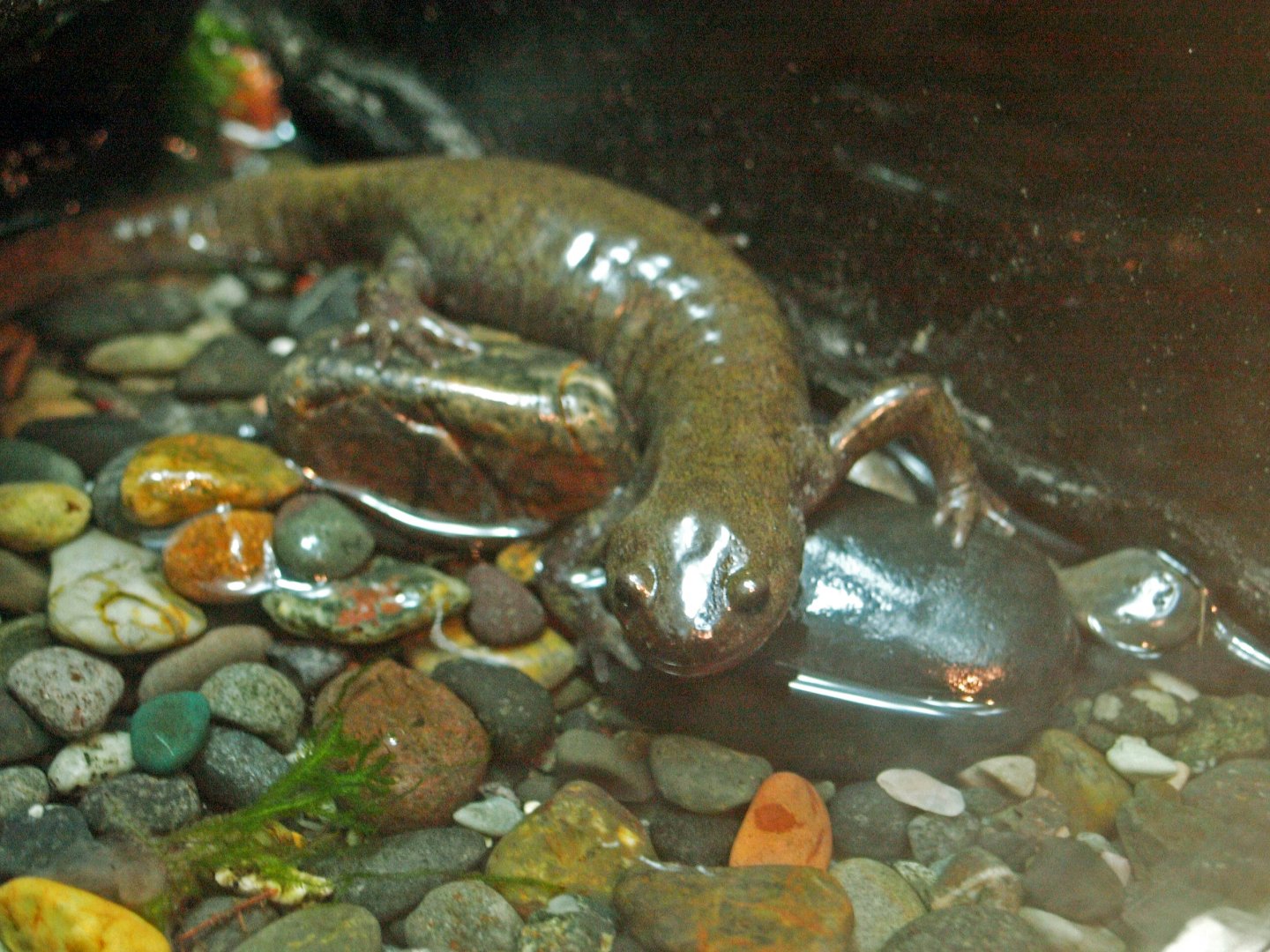 Japanese black salamander