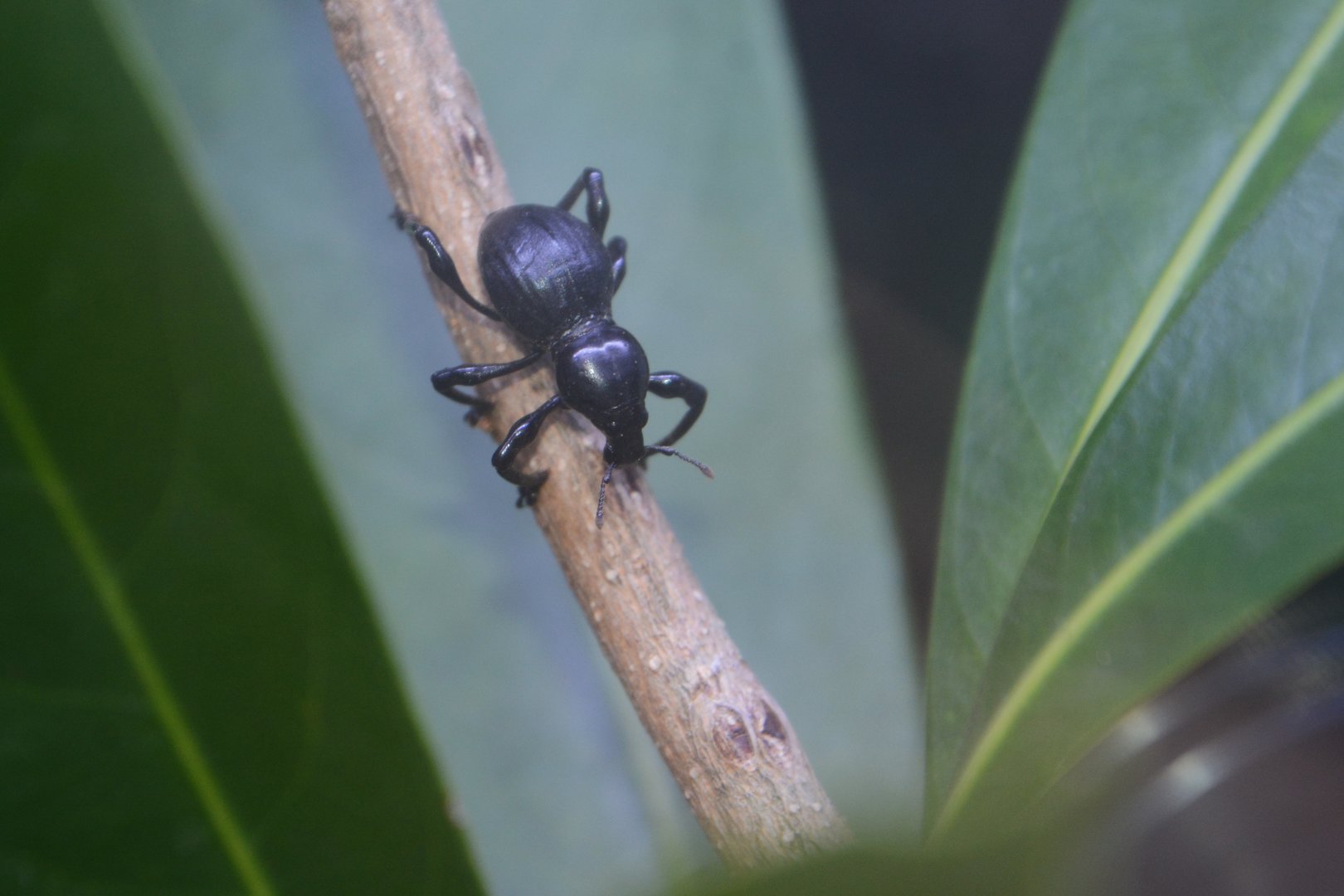 Japanese black weevil (Pachyrhynchus infernalis)