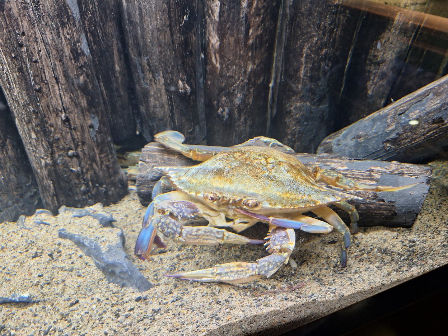 Japanese blue crab (Portunus trituberculatus)