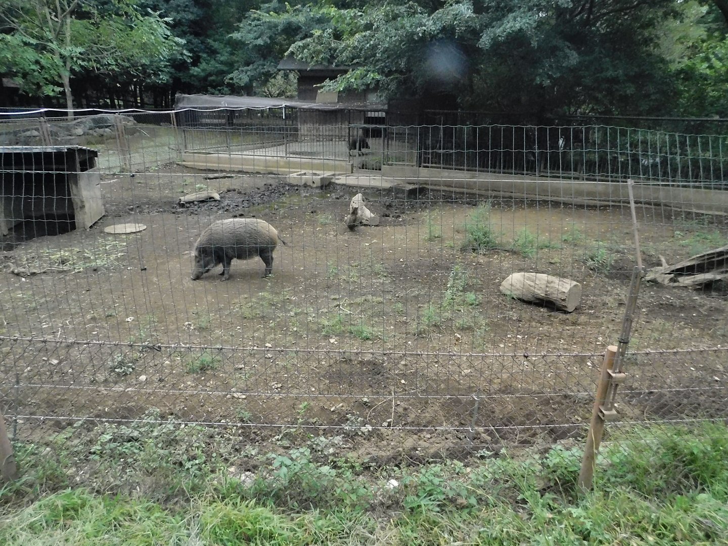Japanese Boar Enclosure October 4, 2025