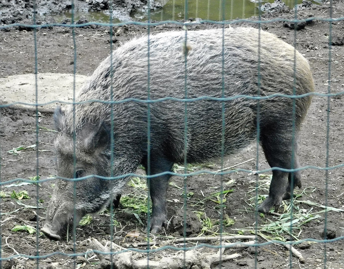 Japanese Boar (Sus scrofa leucomystax) October 4, 2025
