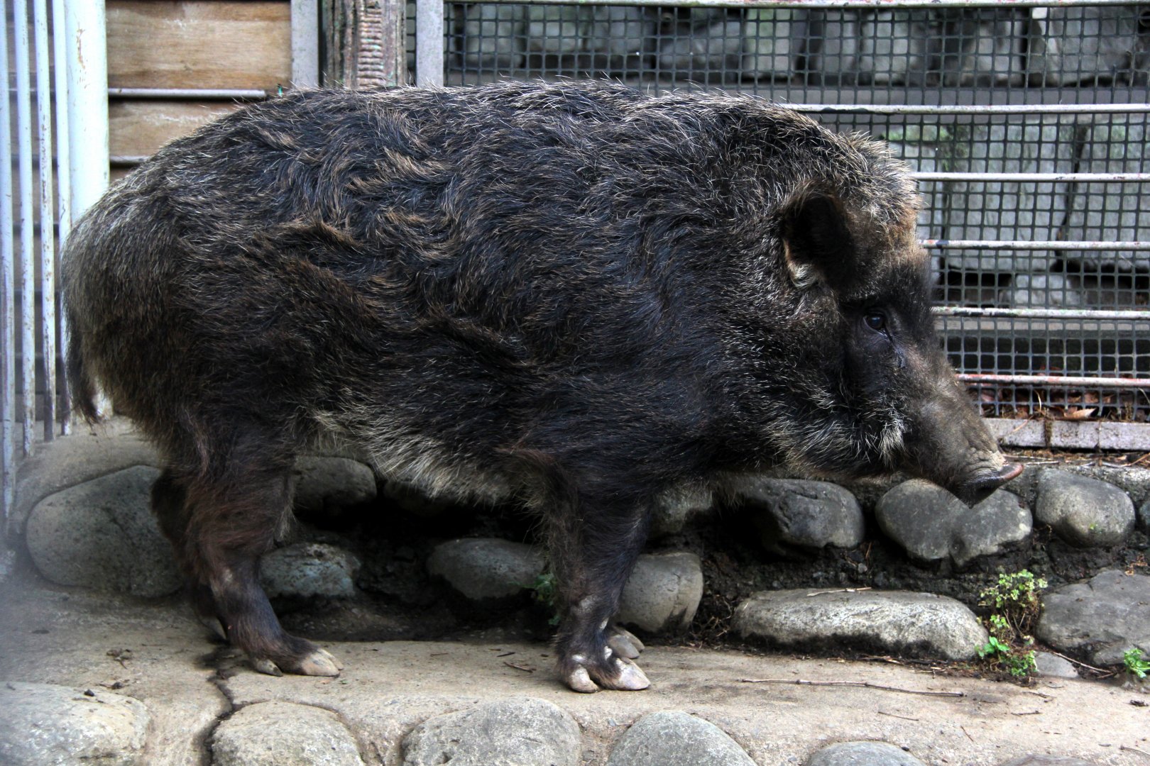 Japanese boar (Sus scrofa leucomystax)