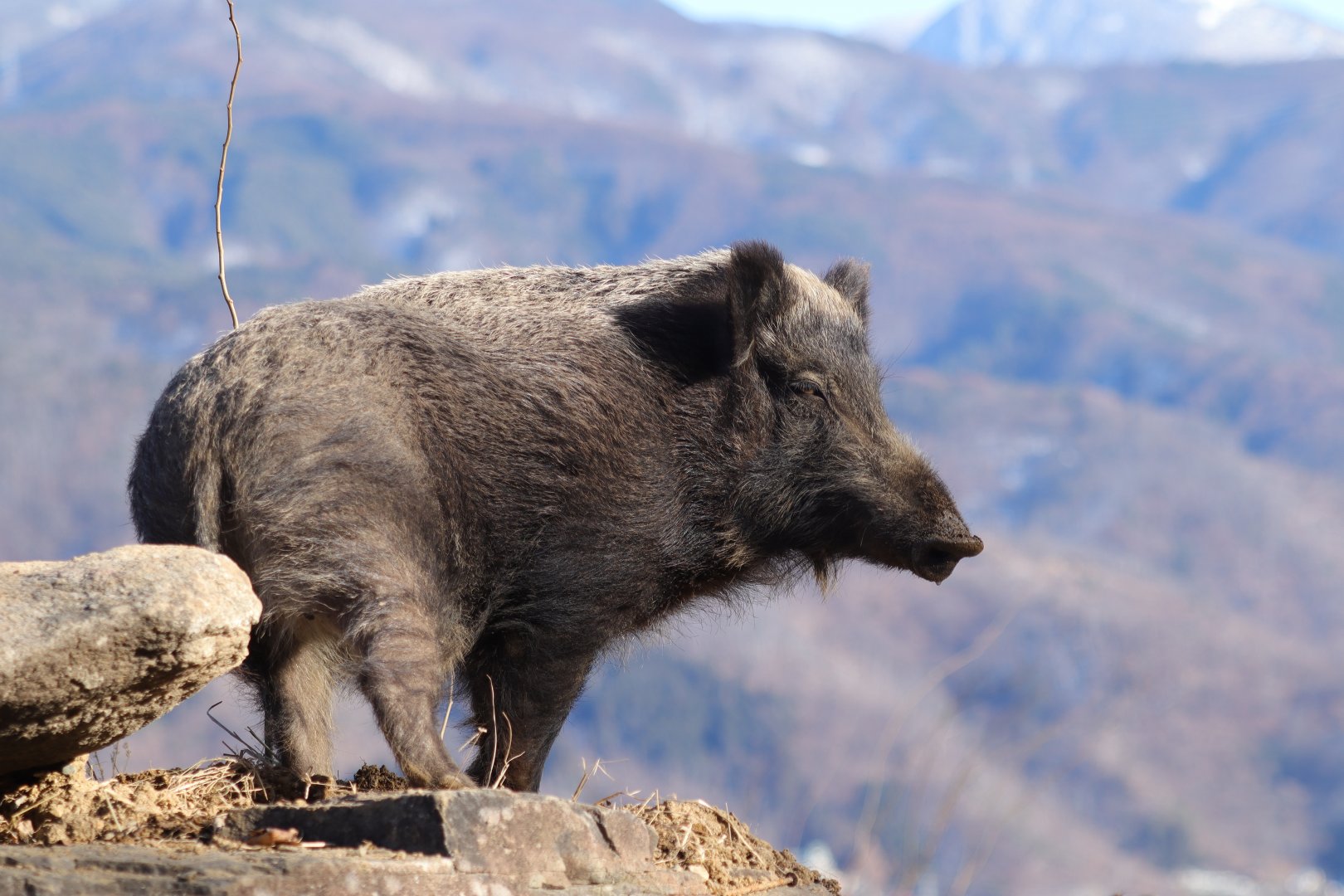 Japanese Boar