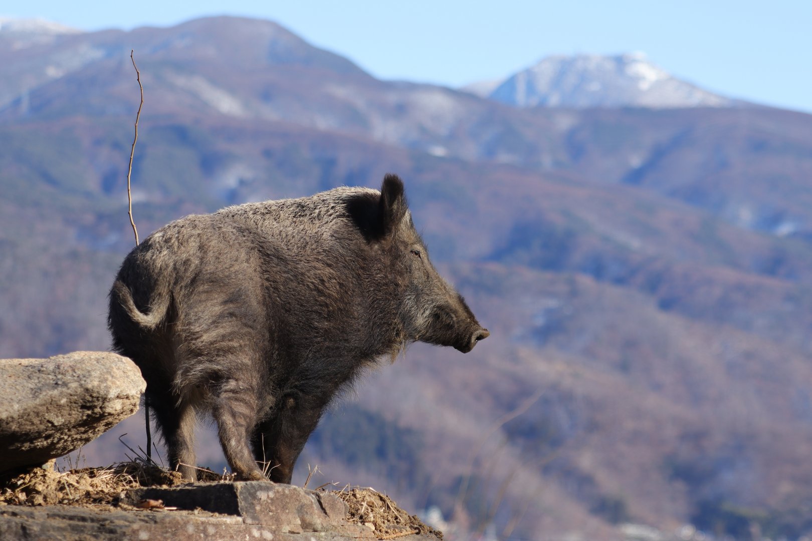 Japanese Boar