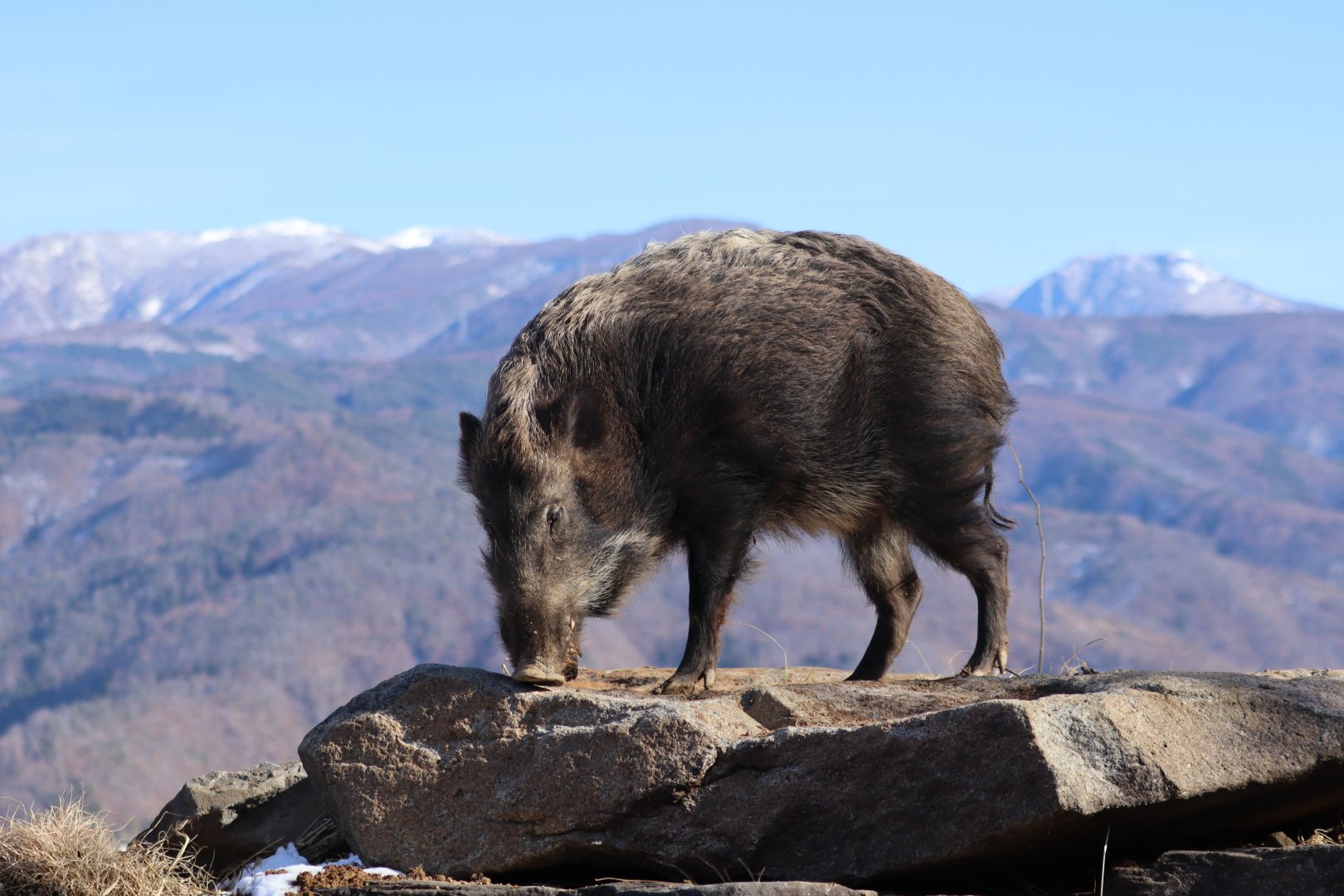 Japanese Boar