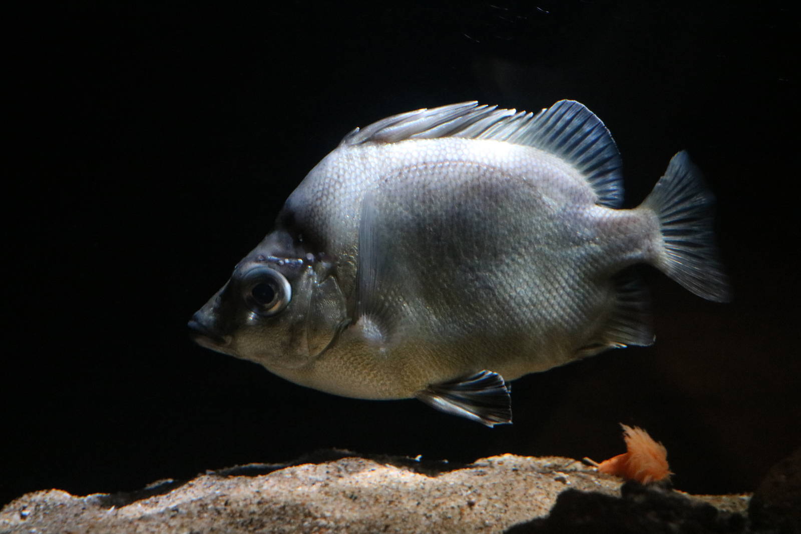 Japanese boarfish, February 2016