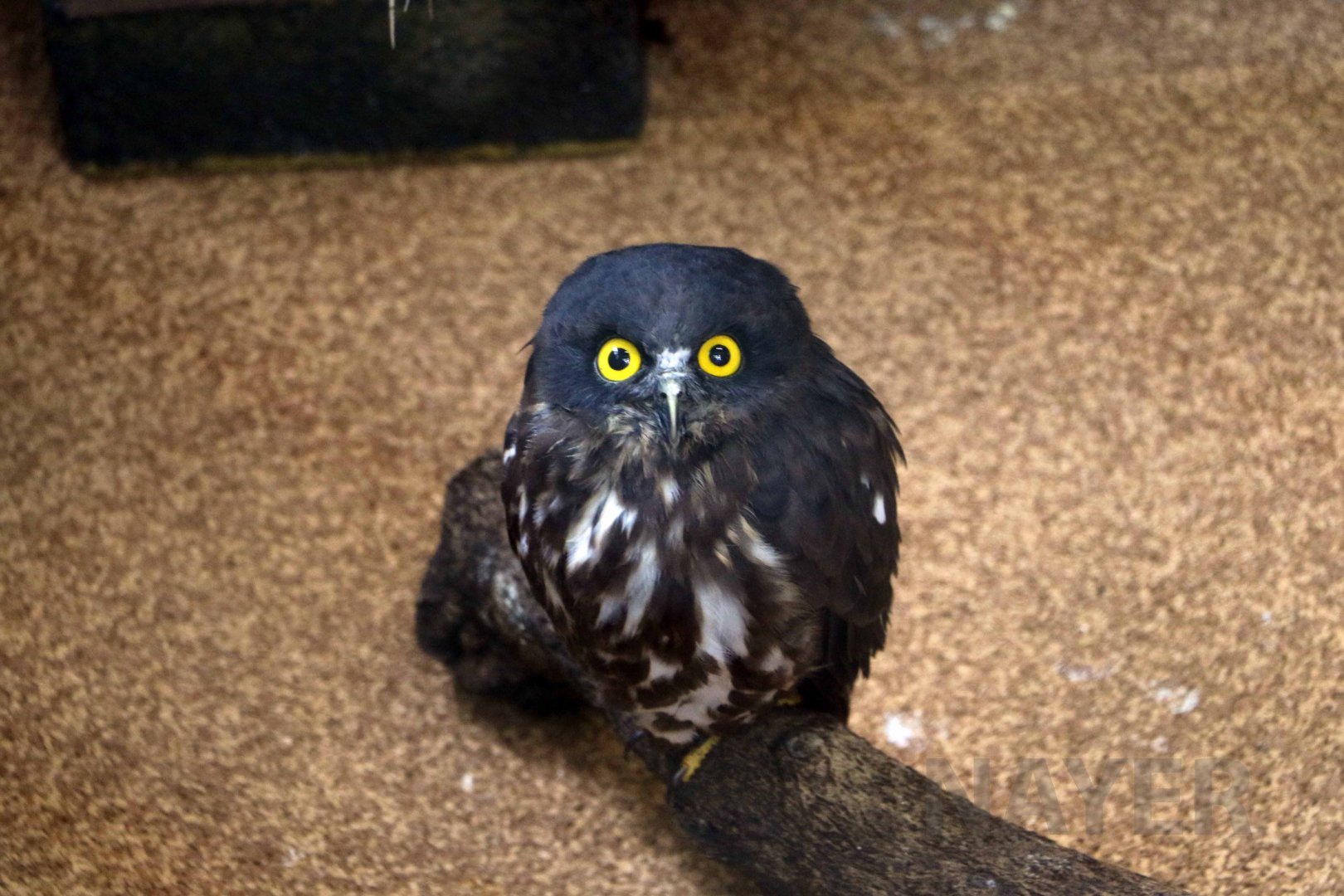 Japanese boobook, October 2017