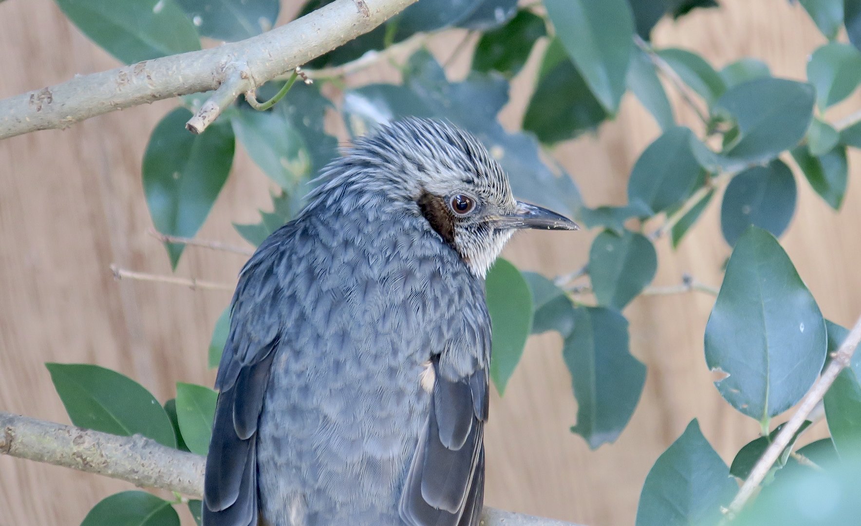 Japanese Brown-Eared Bulbul (Hypsipetes amaurotis amaurotis)