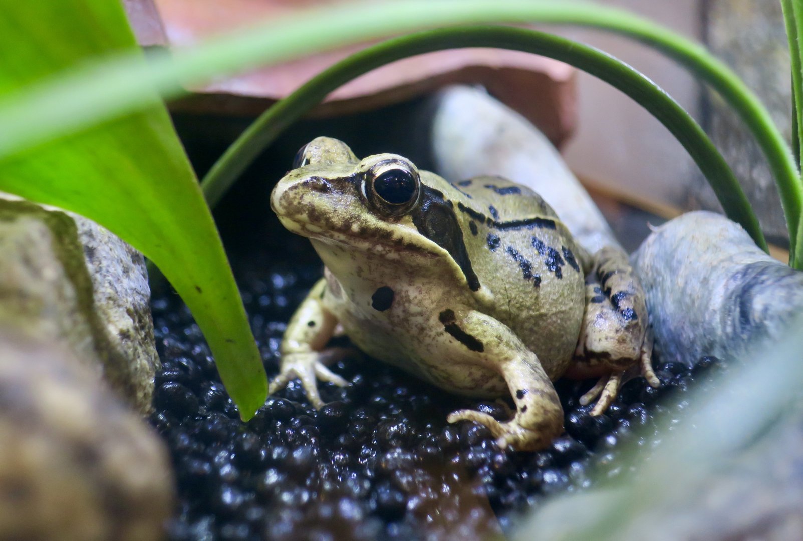 Japanese Brown Frog (Rana japonica)
