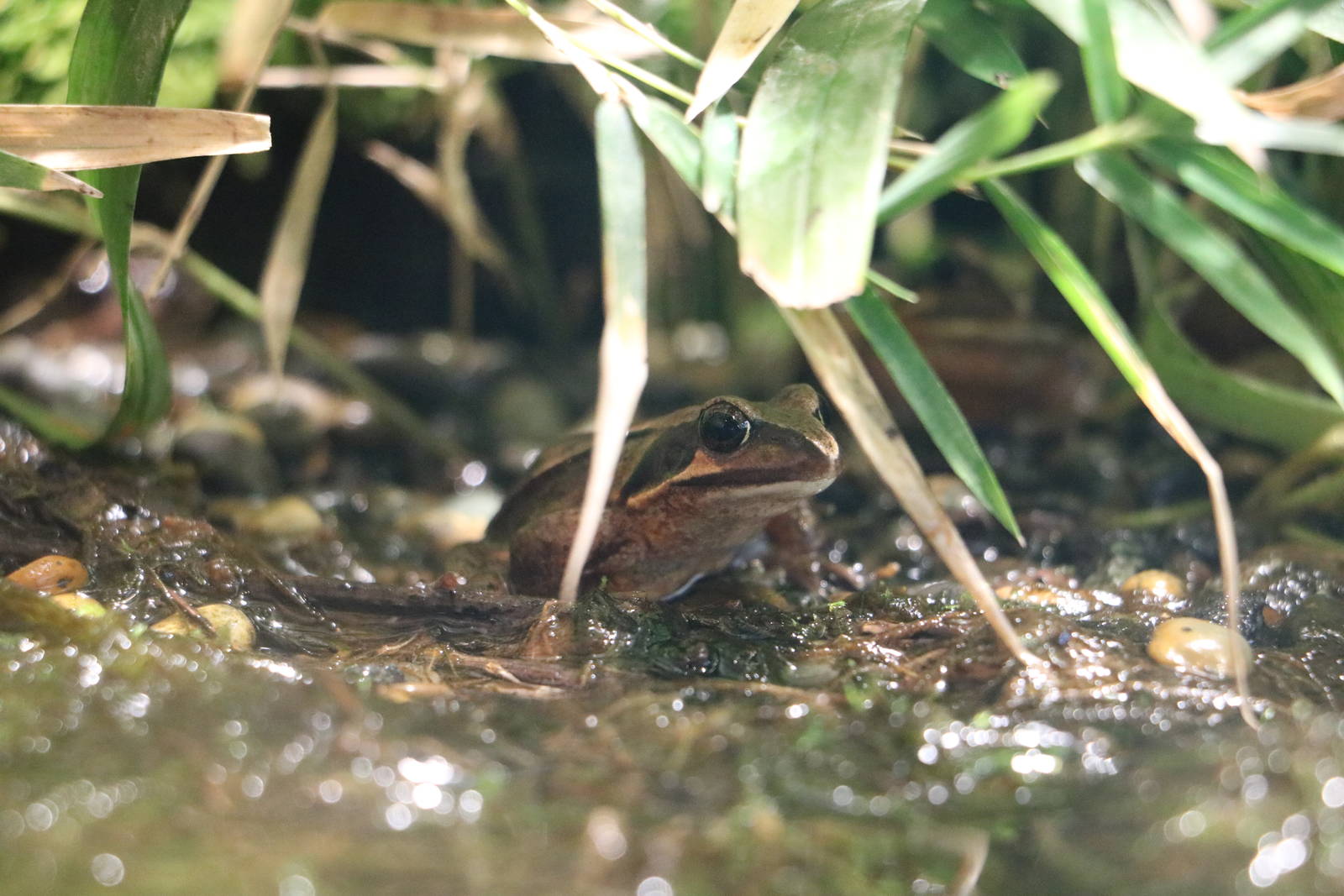 Japanese brown frog - Tokyo Sea Life Park, February 2016