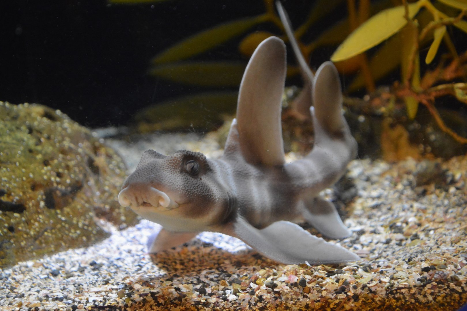 Japanese bullhead shark (Heterodontus japonicus) - juvenile