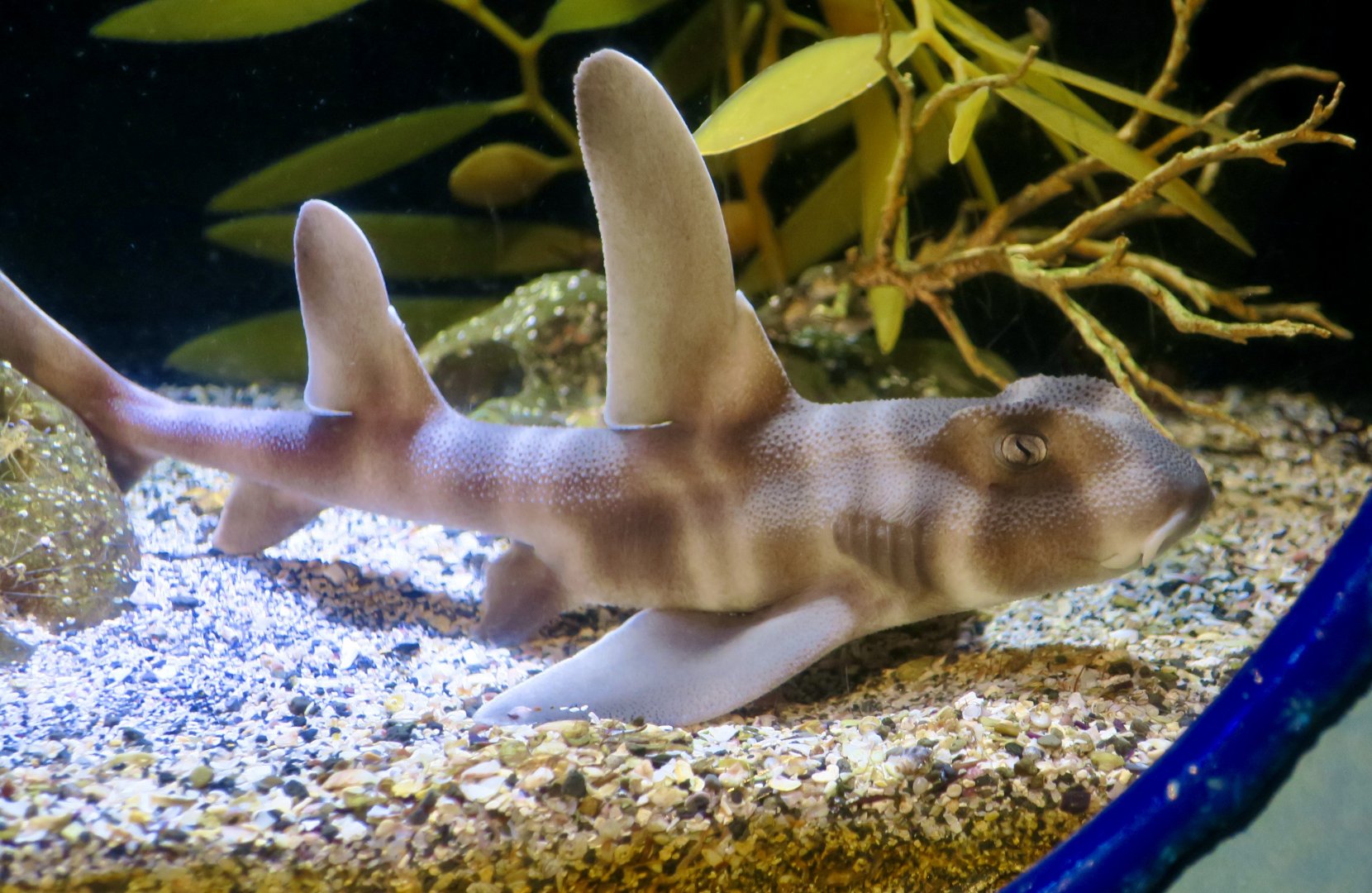 Japanese Bullhead Shark (Heterodontus japonicus) young
