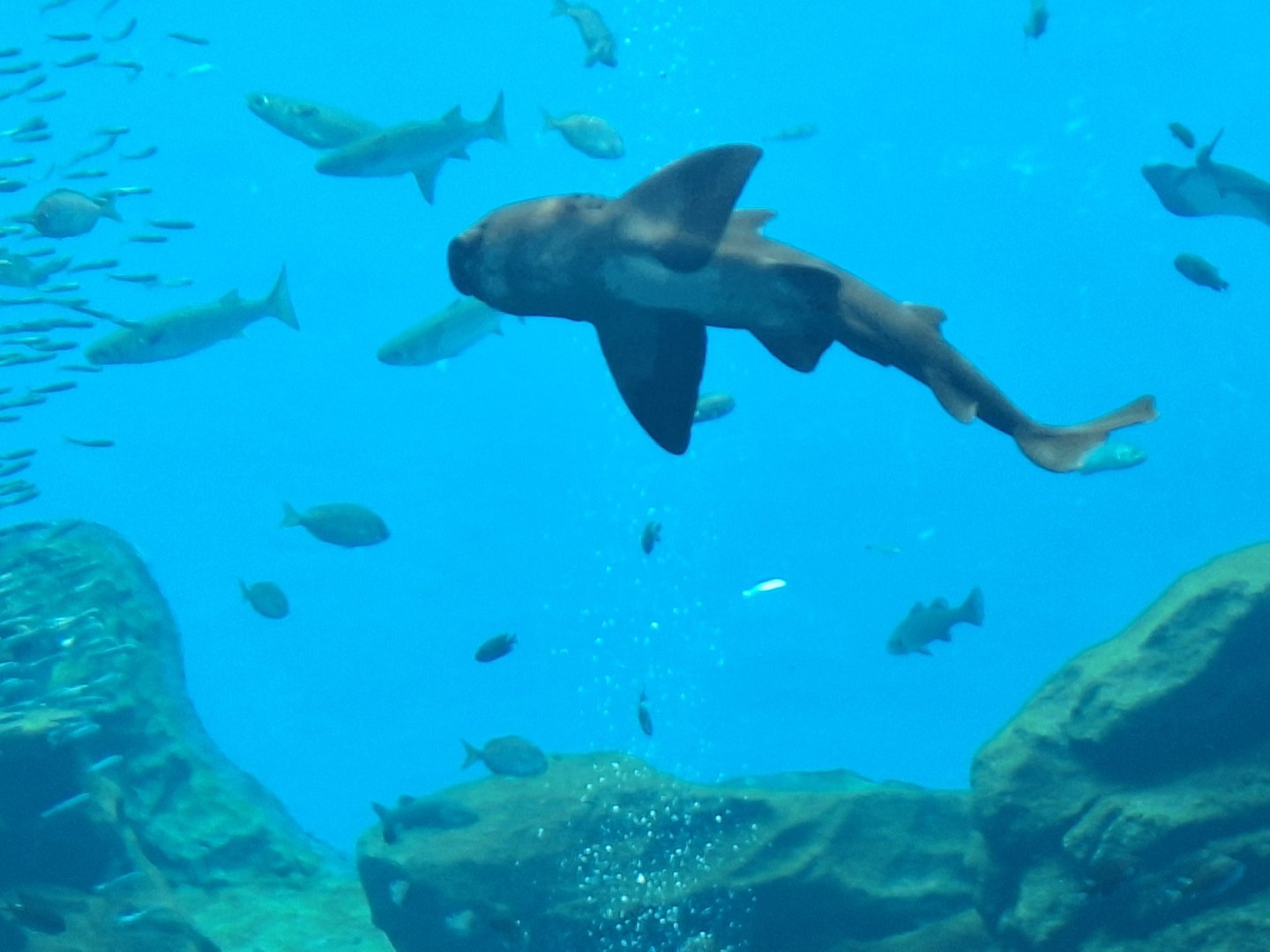 japanese bullhead shark (Heterodontus japonicus)