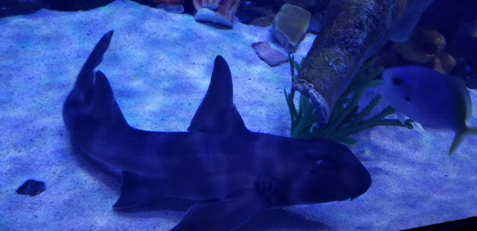 Japanese Bullhead Shark