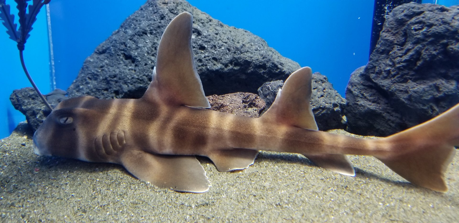 Japanese Bullhead Shark