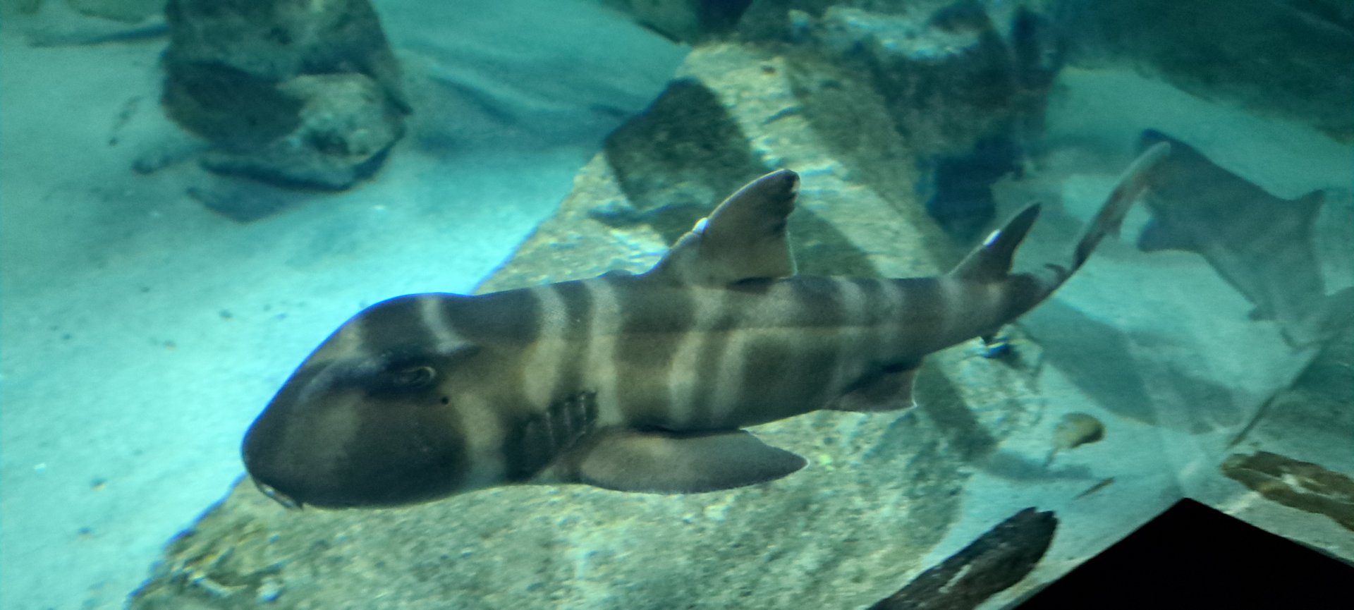 Japanese Bullhead Shark