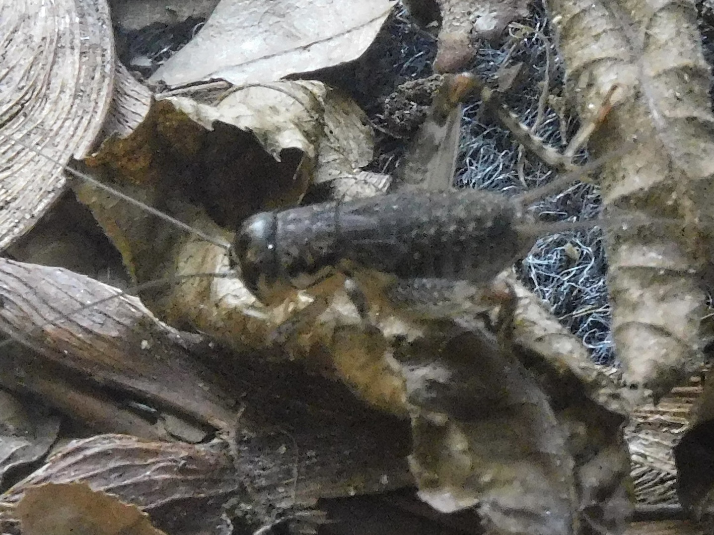 Japanese burrowing cricket