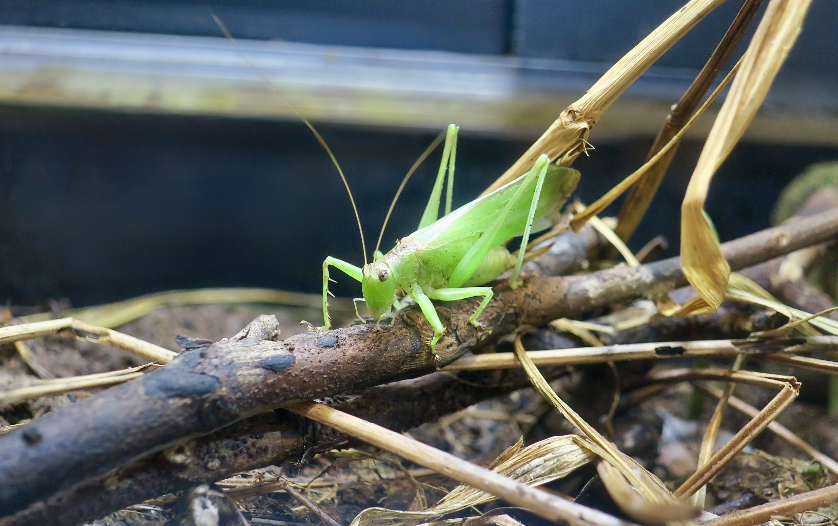 Japanese Bush-Cricket (Hexacentrus japonicus)