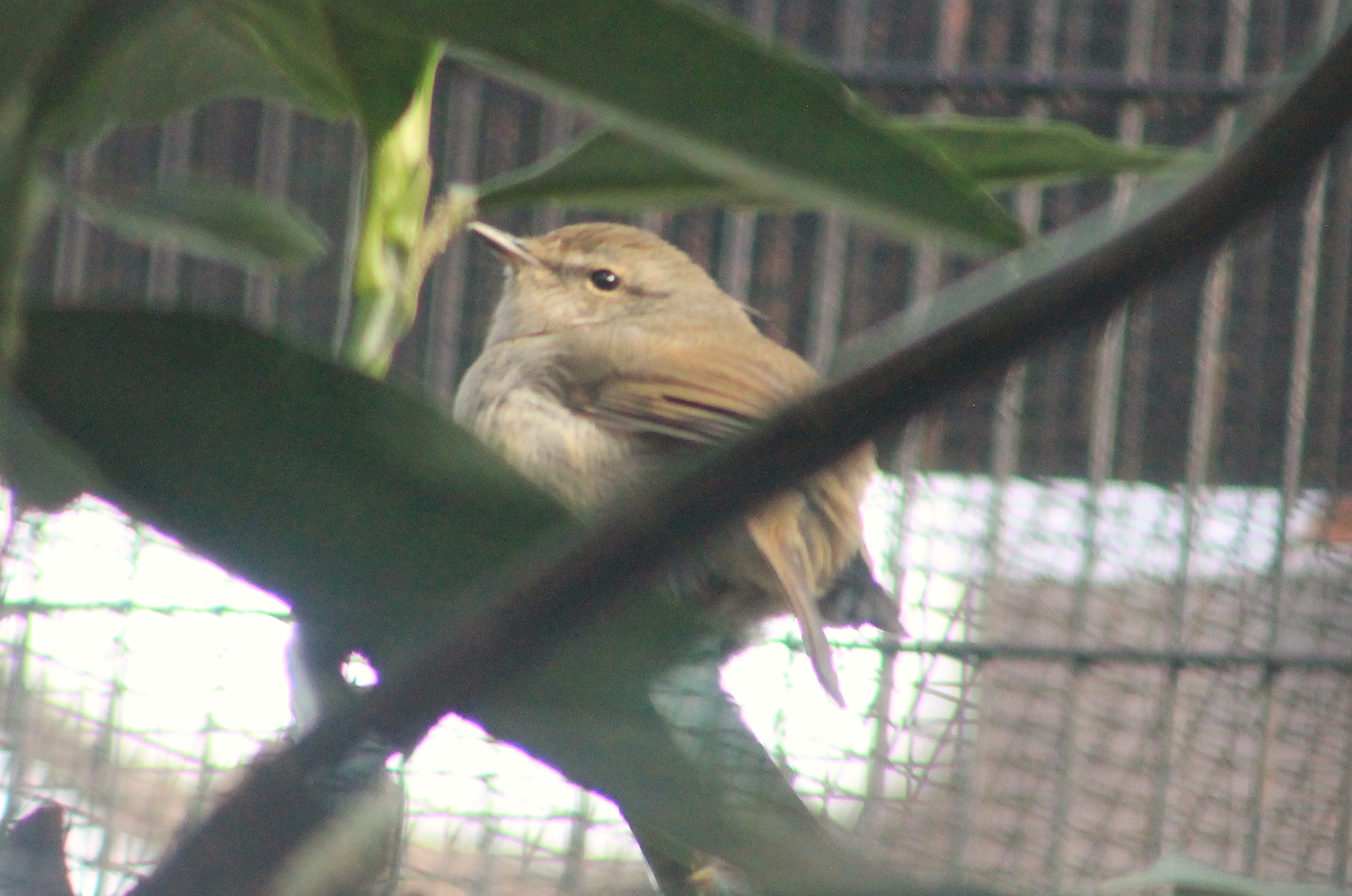 Japanese Bush Warbler (Horornis diphone)