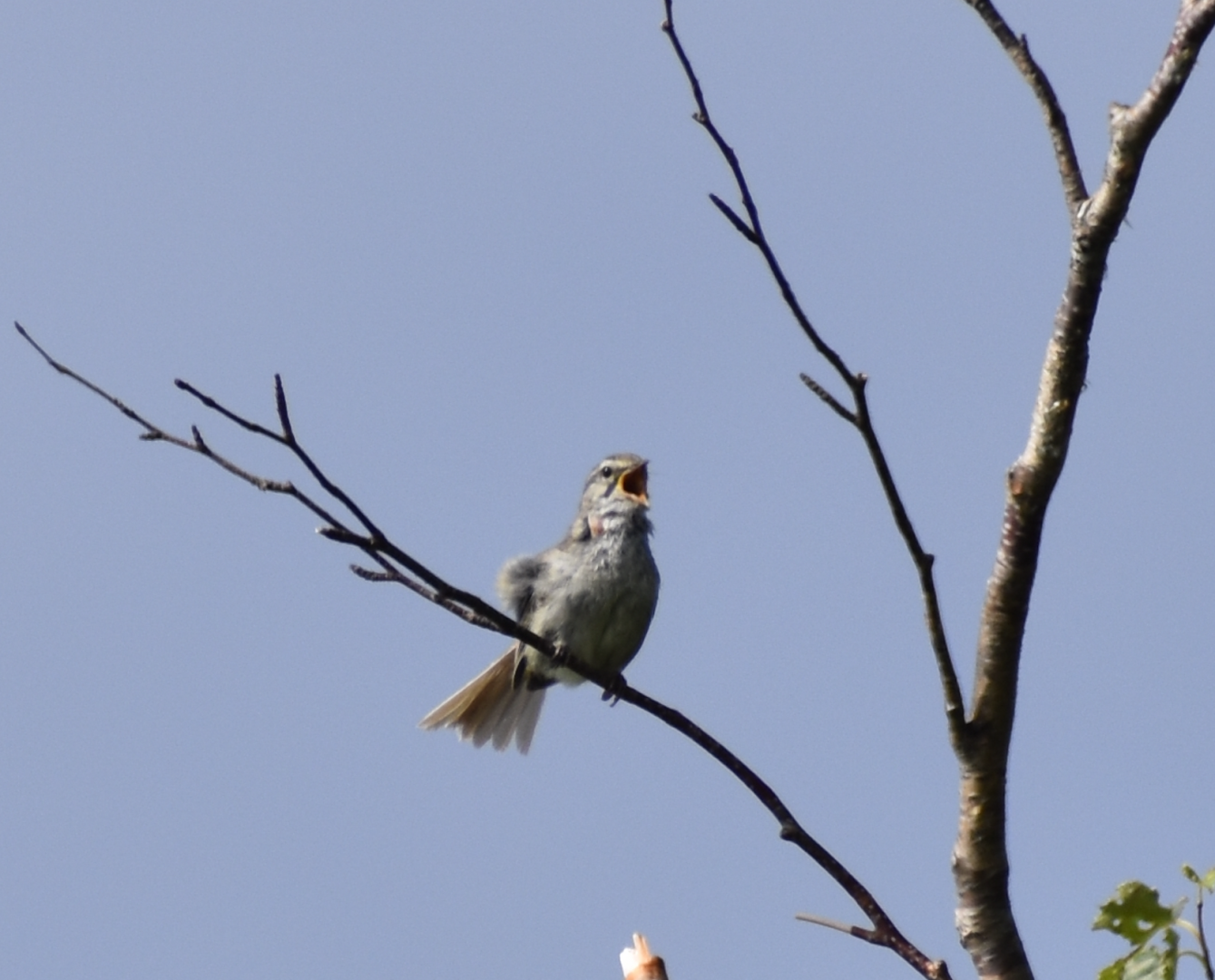 Japanese Bush Warbler ~ Mt. Karamatsu, Hakuba