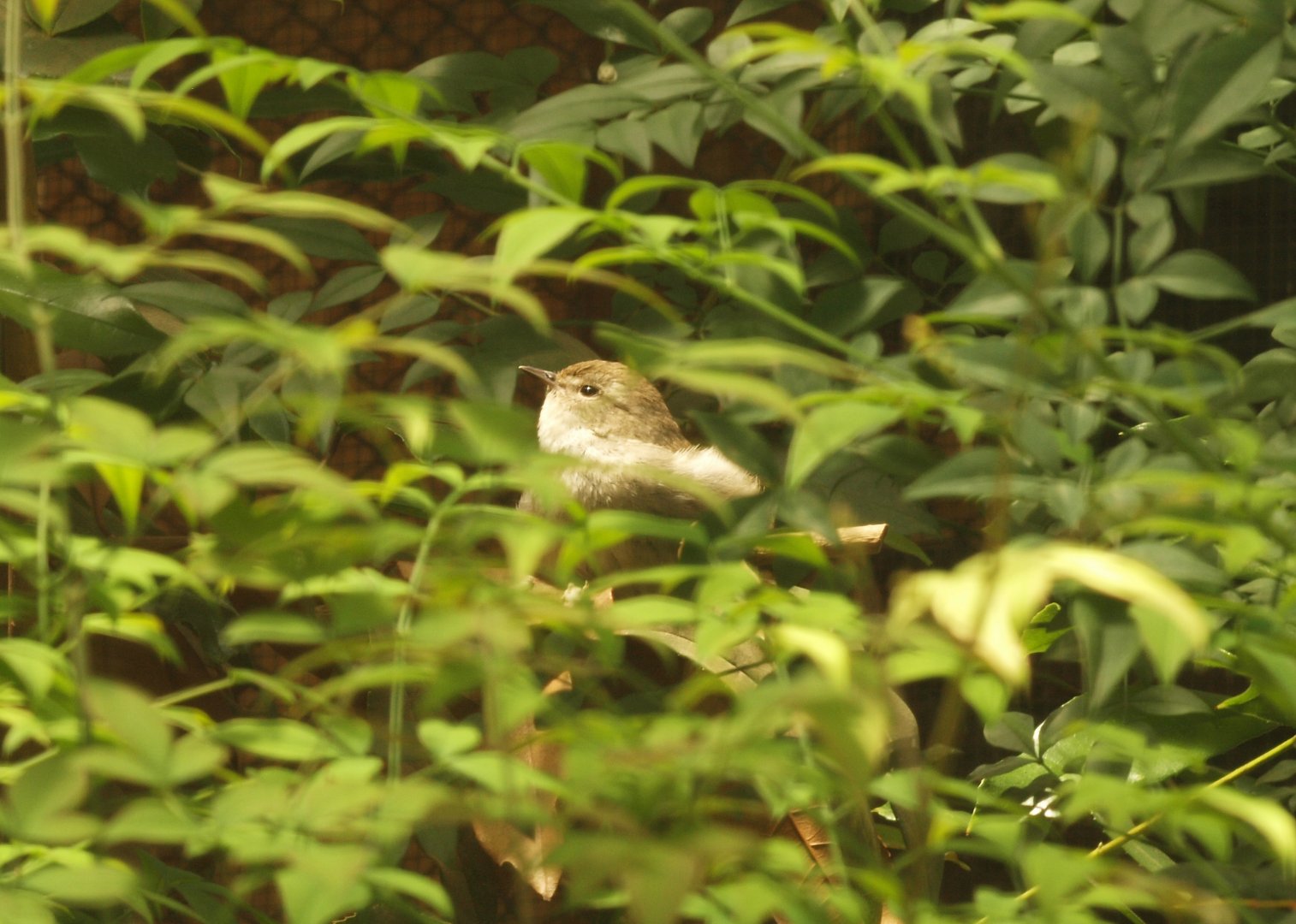 Japanese bush warbler