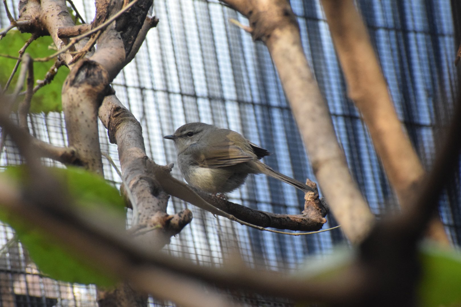 Japanese bush warbler