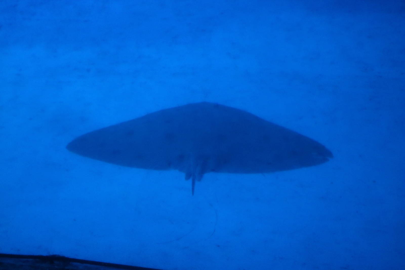 Japanese butterfly ray, February 2016