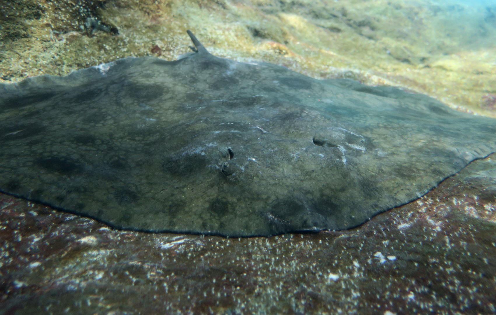 Japanese Butterfly Ray (Gymnura japonica)